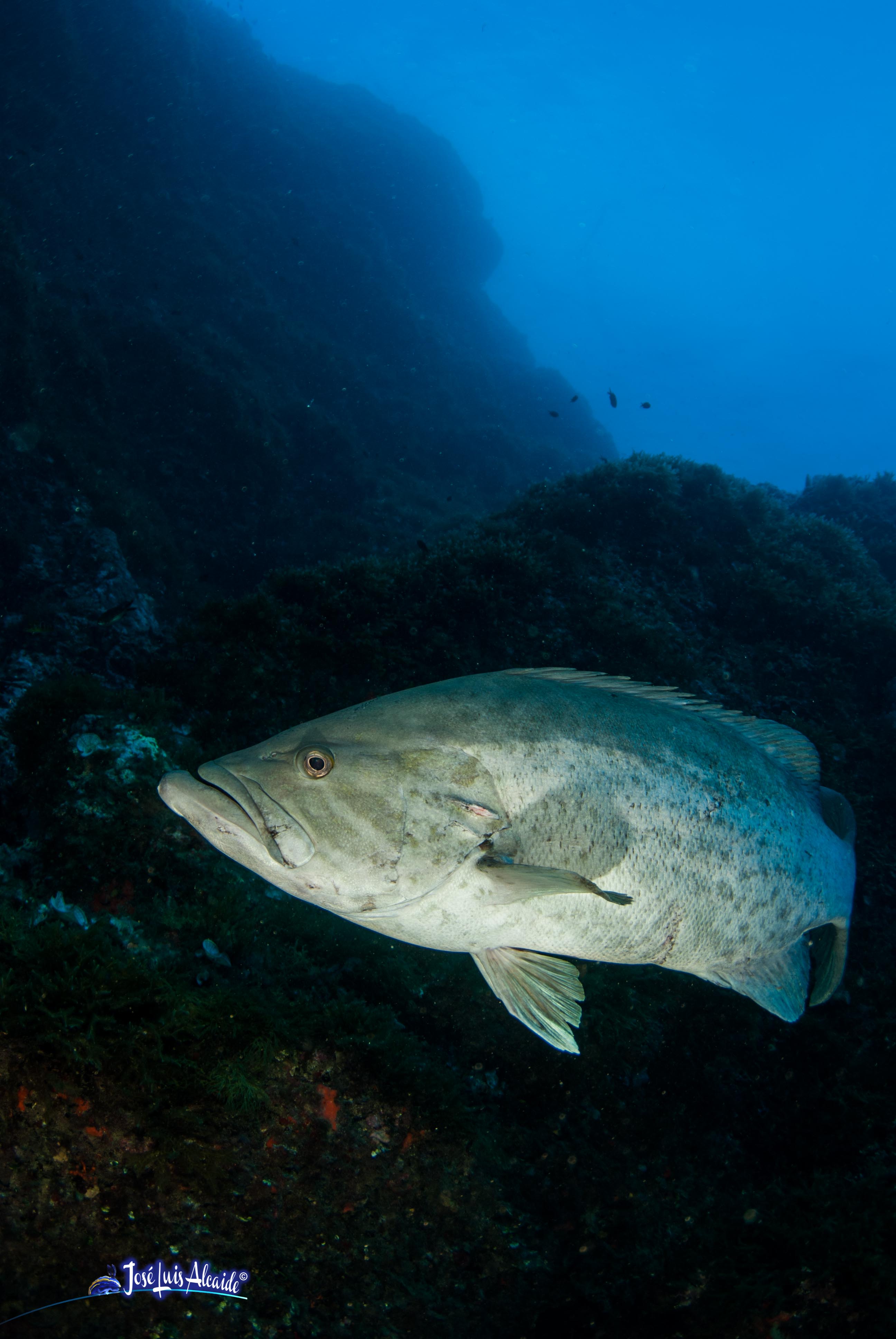 Epinephelus aeneus cherna cherne de ley