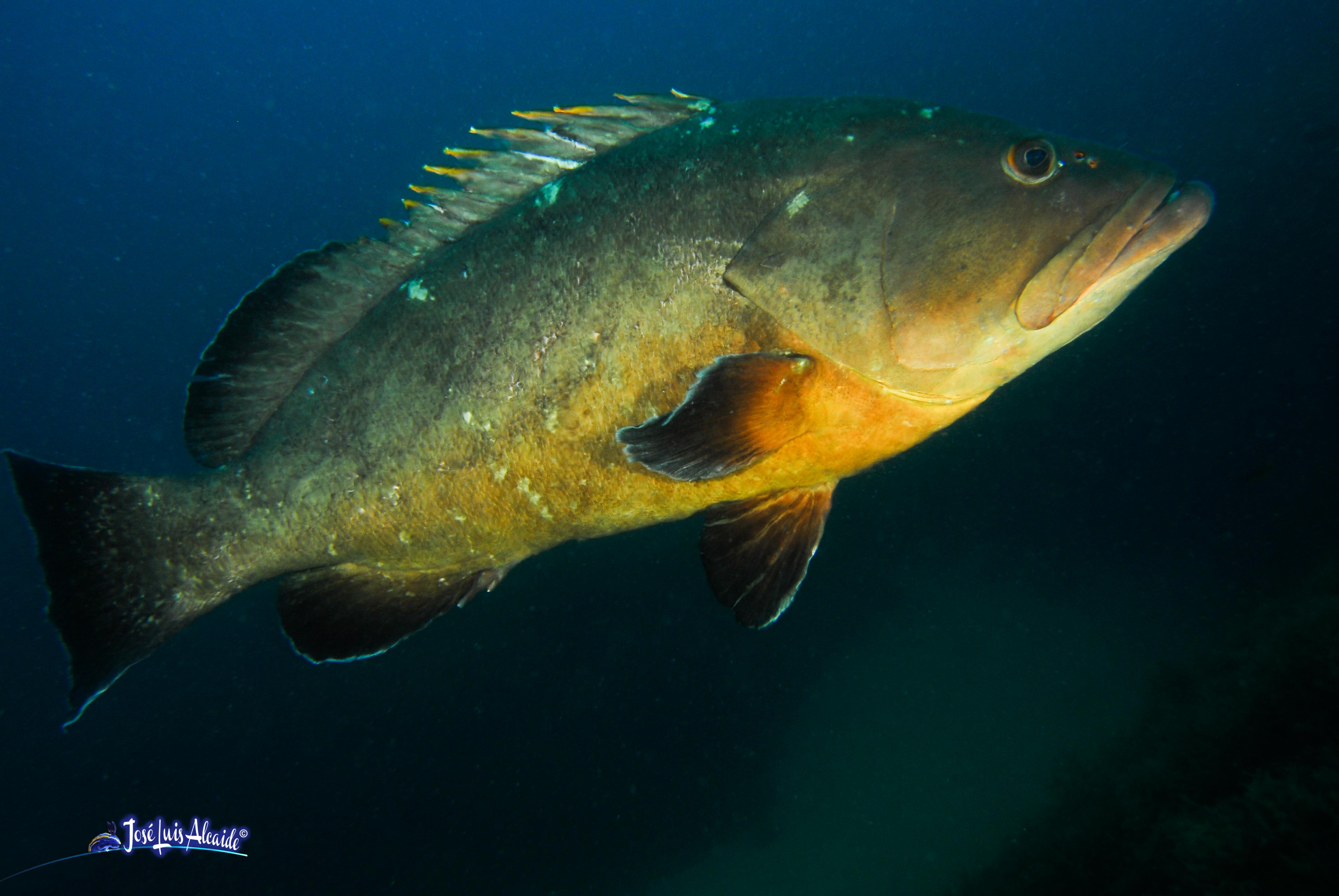Epinephelus marginatus mero