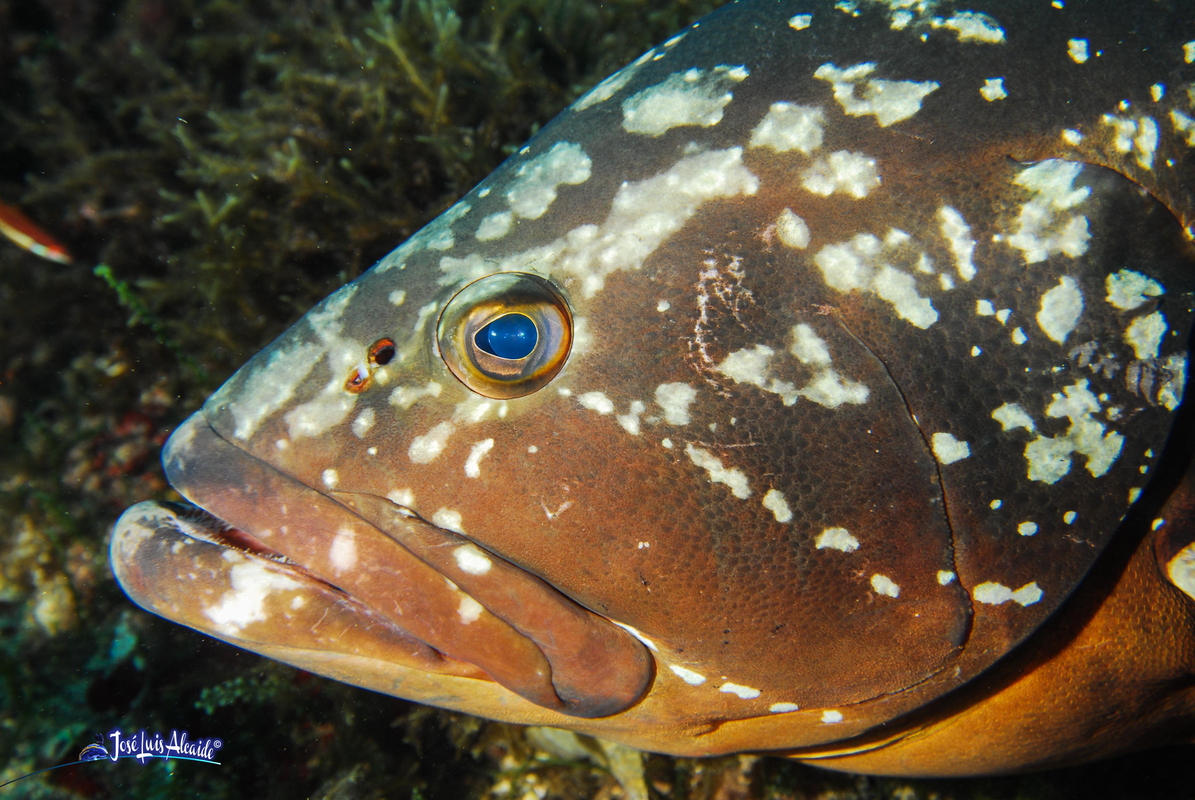 Epinephelus marginatus mero