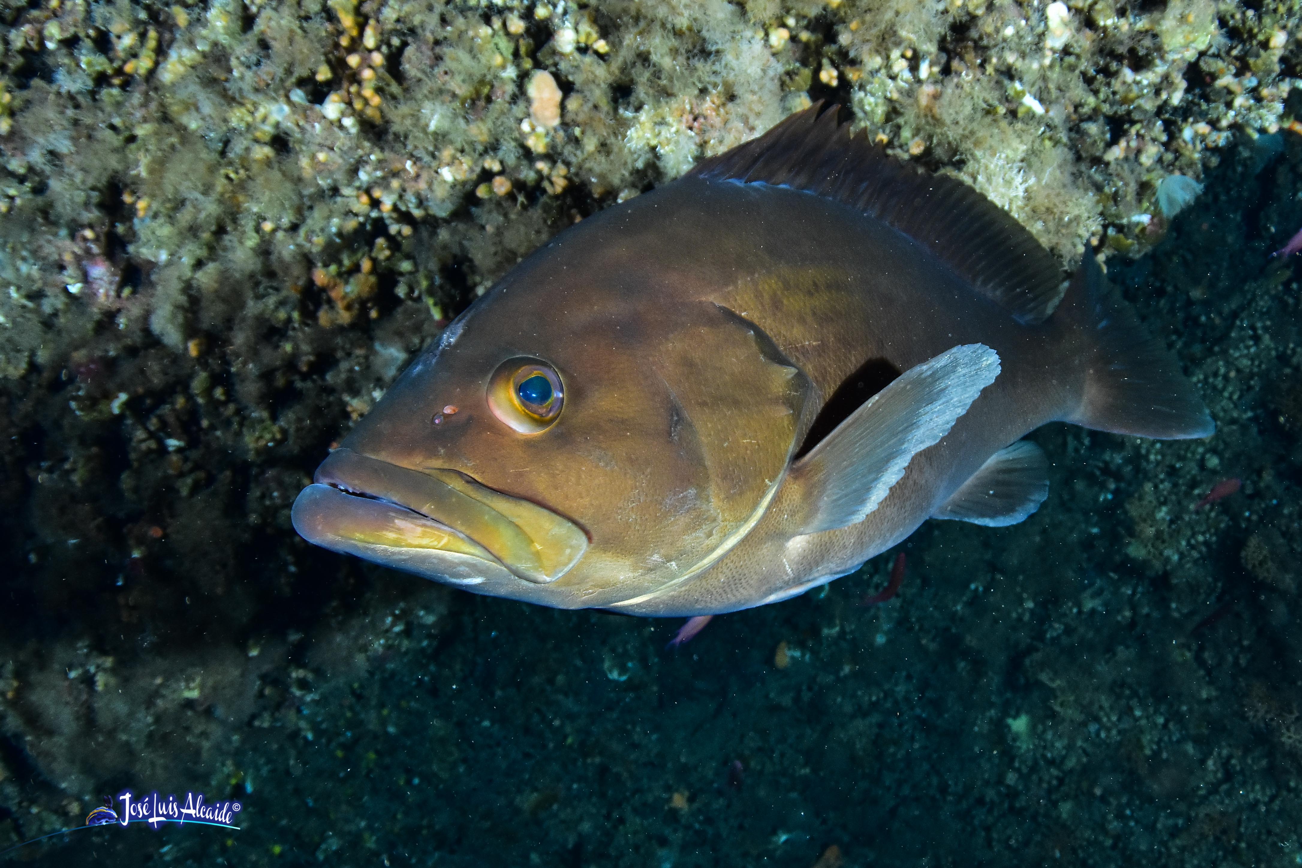 Epinephelus marginatus mero