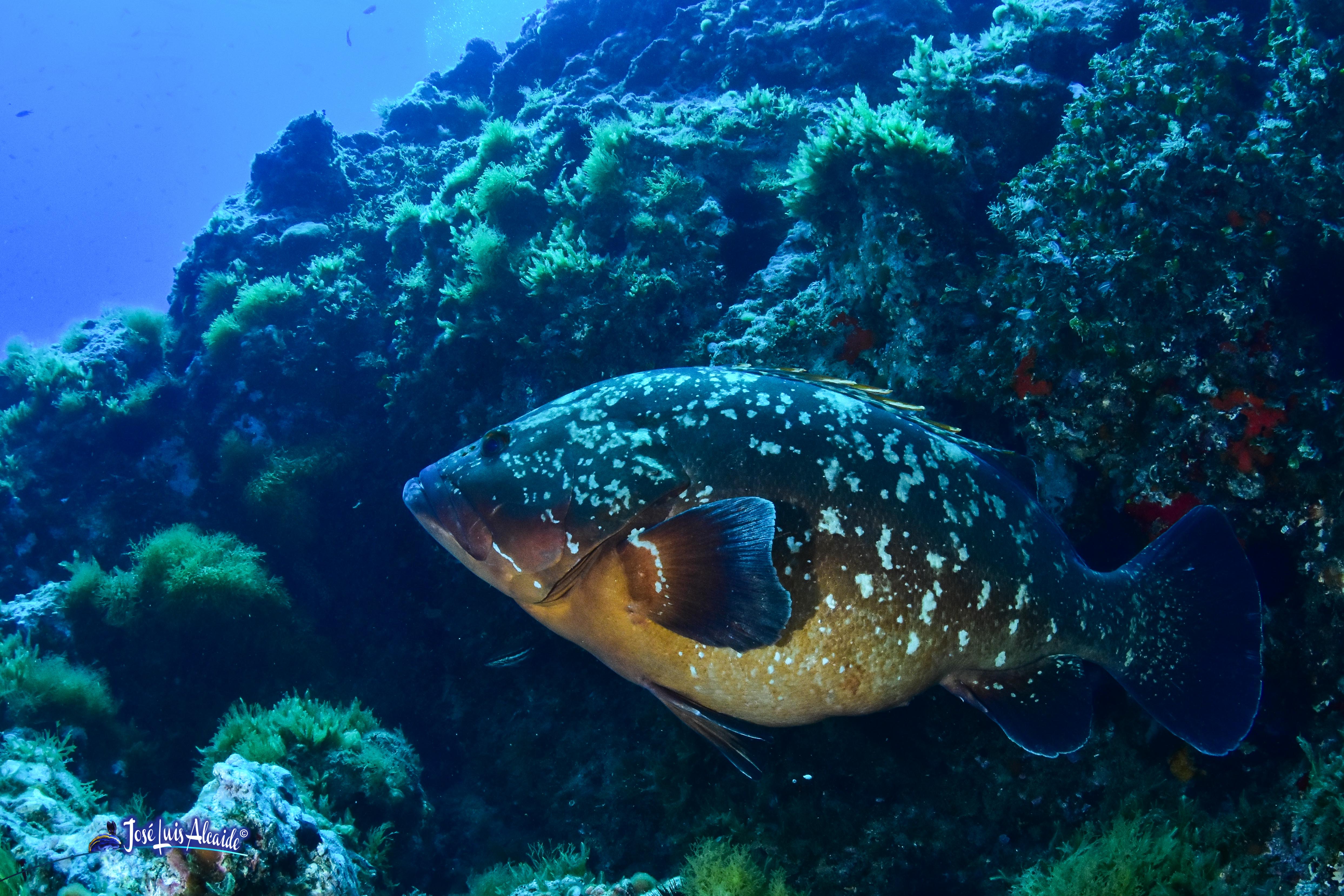 Epinephelus marginatus mero