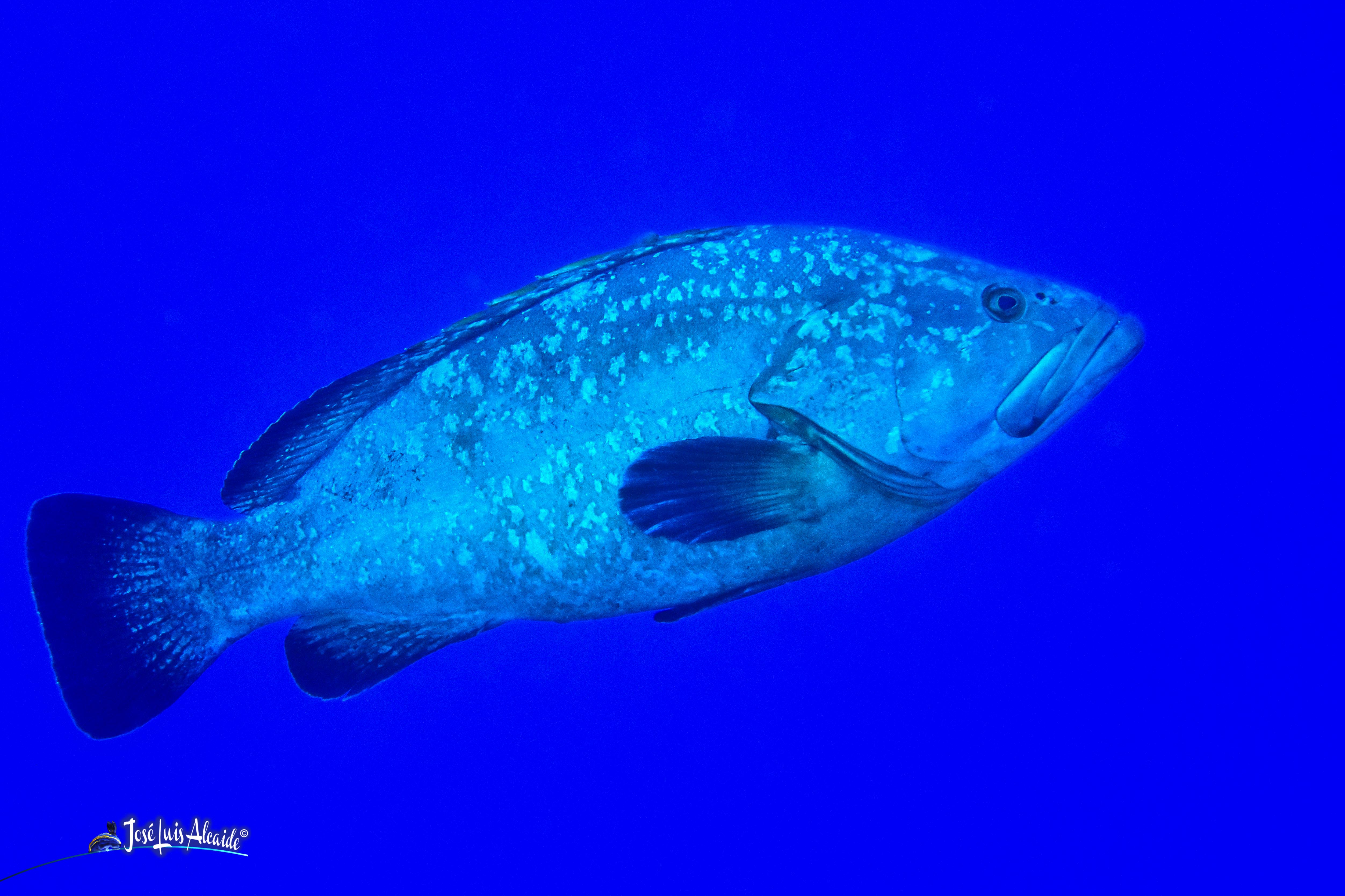 Epinephelus marginatus mero