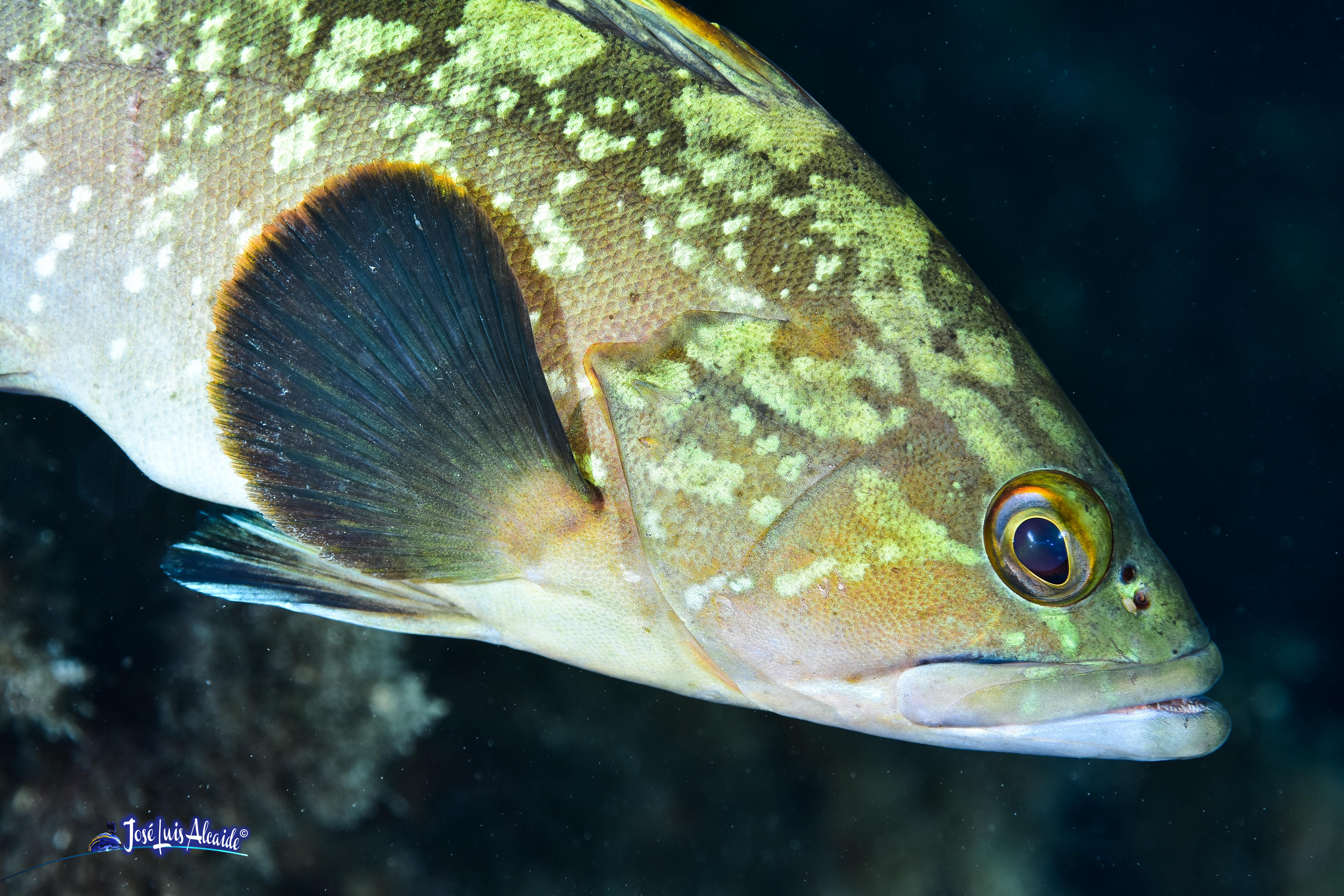 Epinephelus marginatus mero