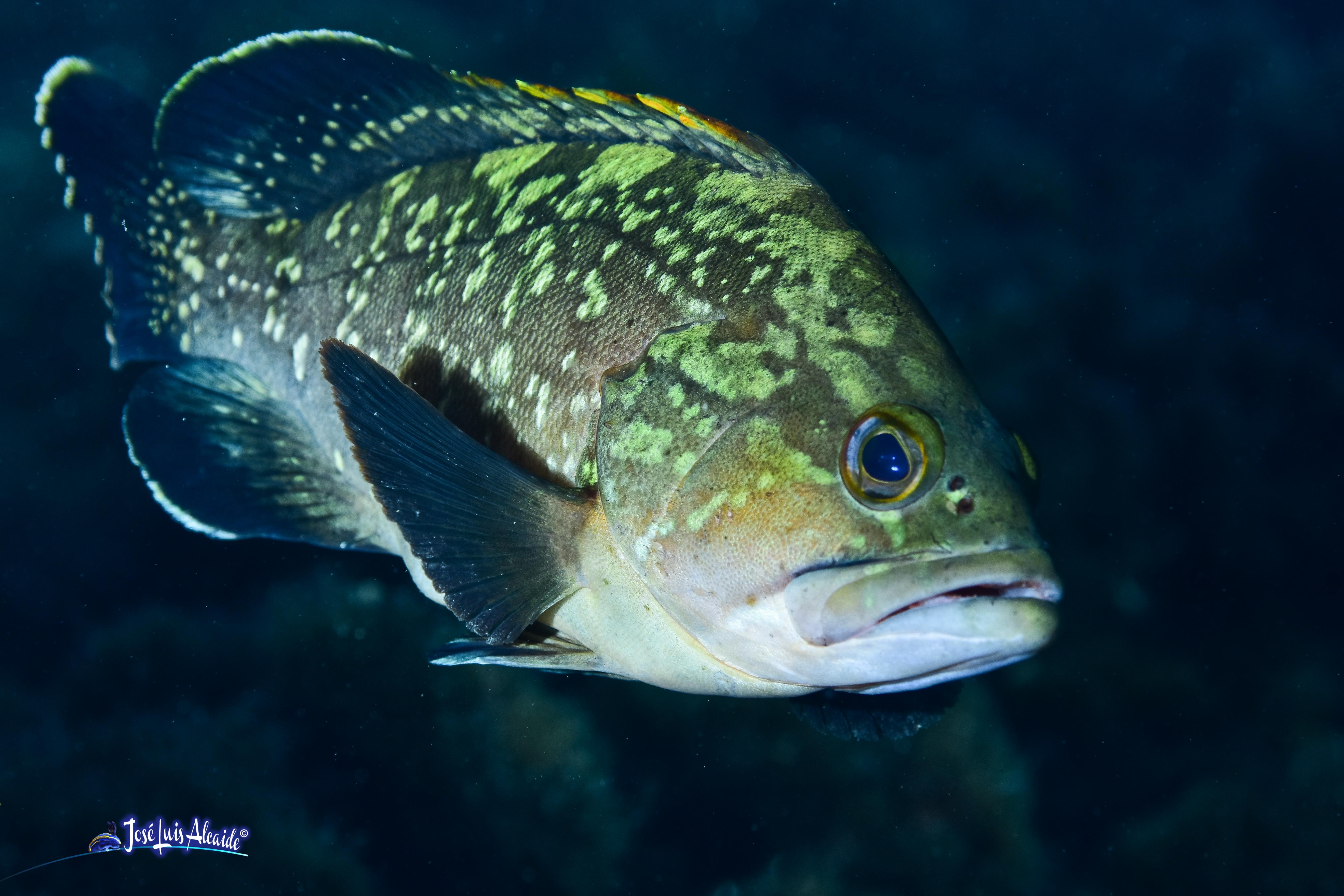 Epinephelus marginatus mero