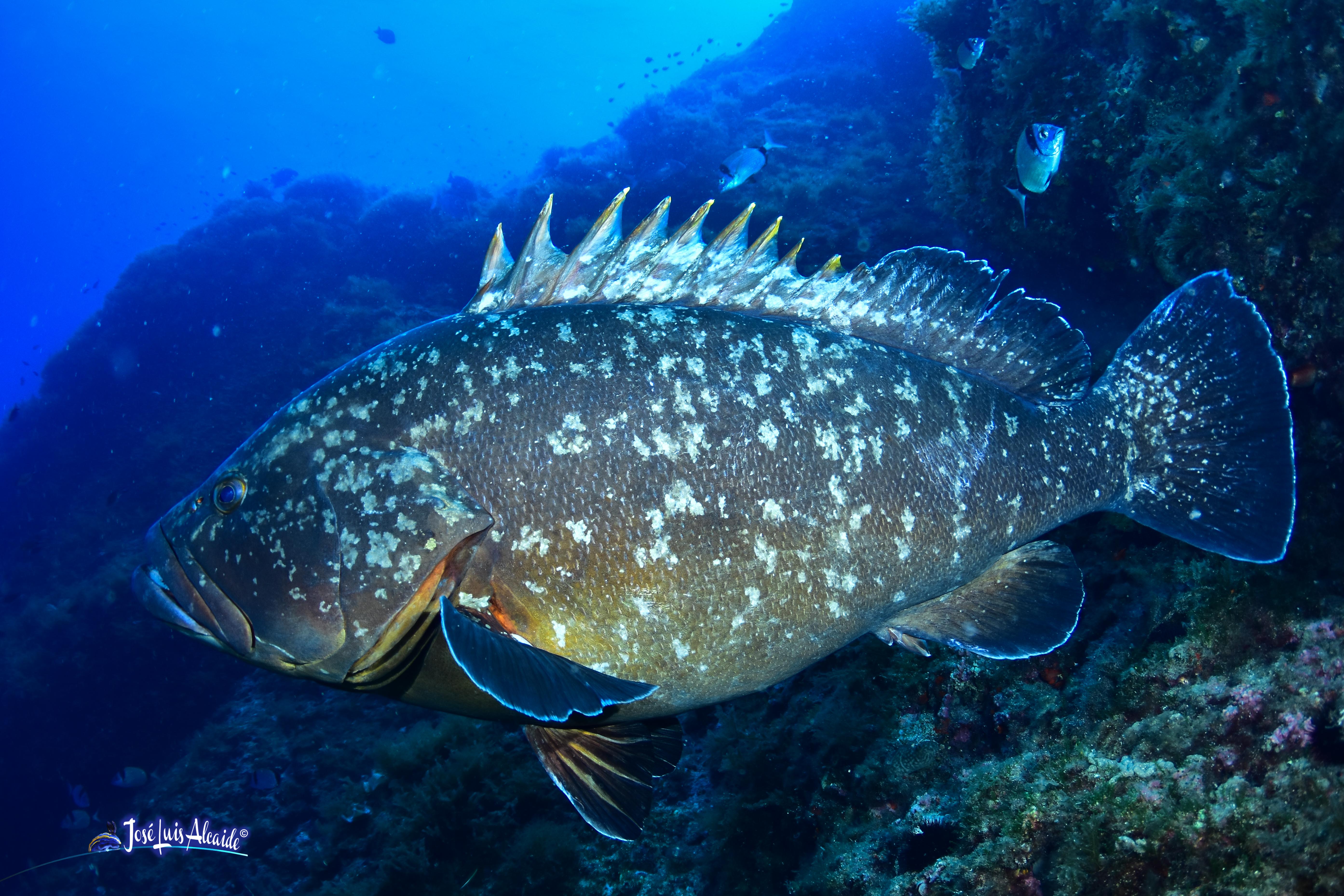 Epinephelus marginatus mero