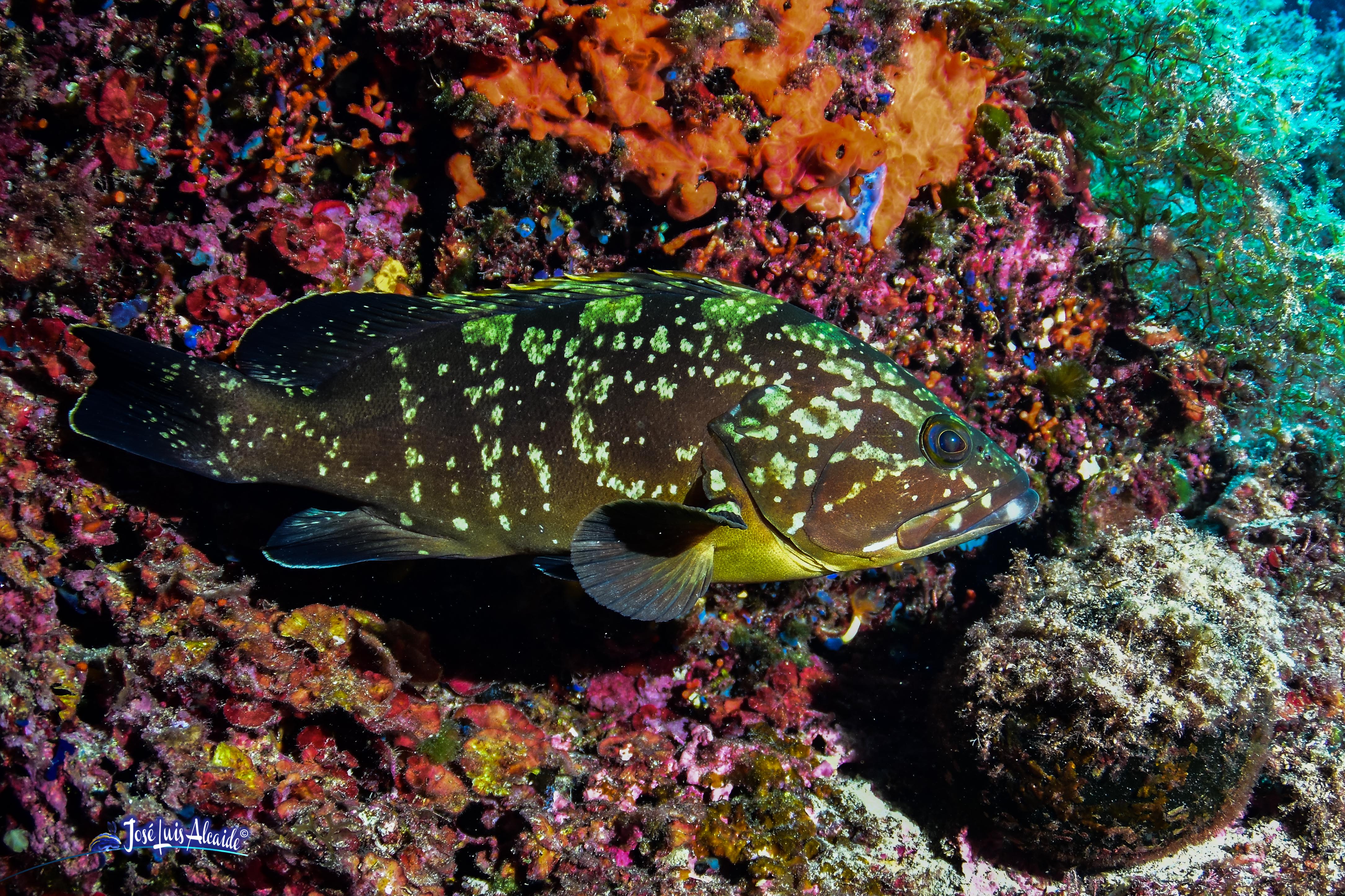 Epinephelus marginatus mero