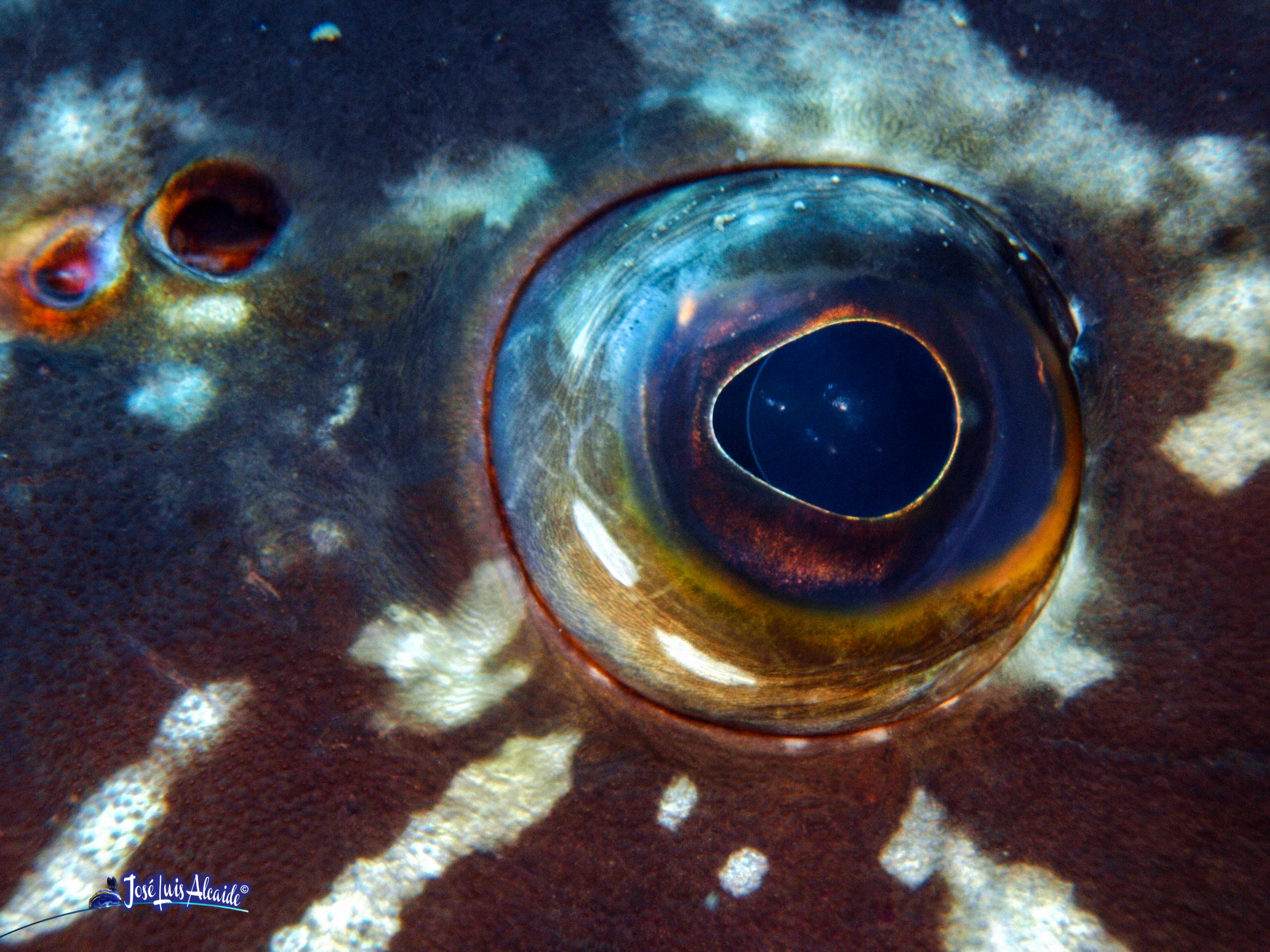 Epinephelus marginatus mero