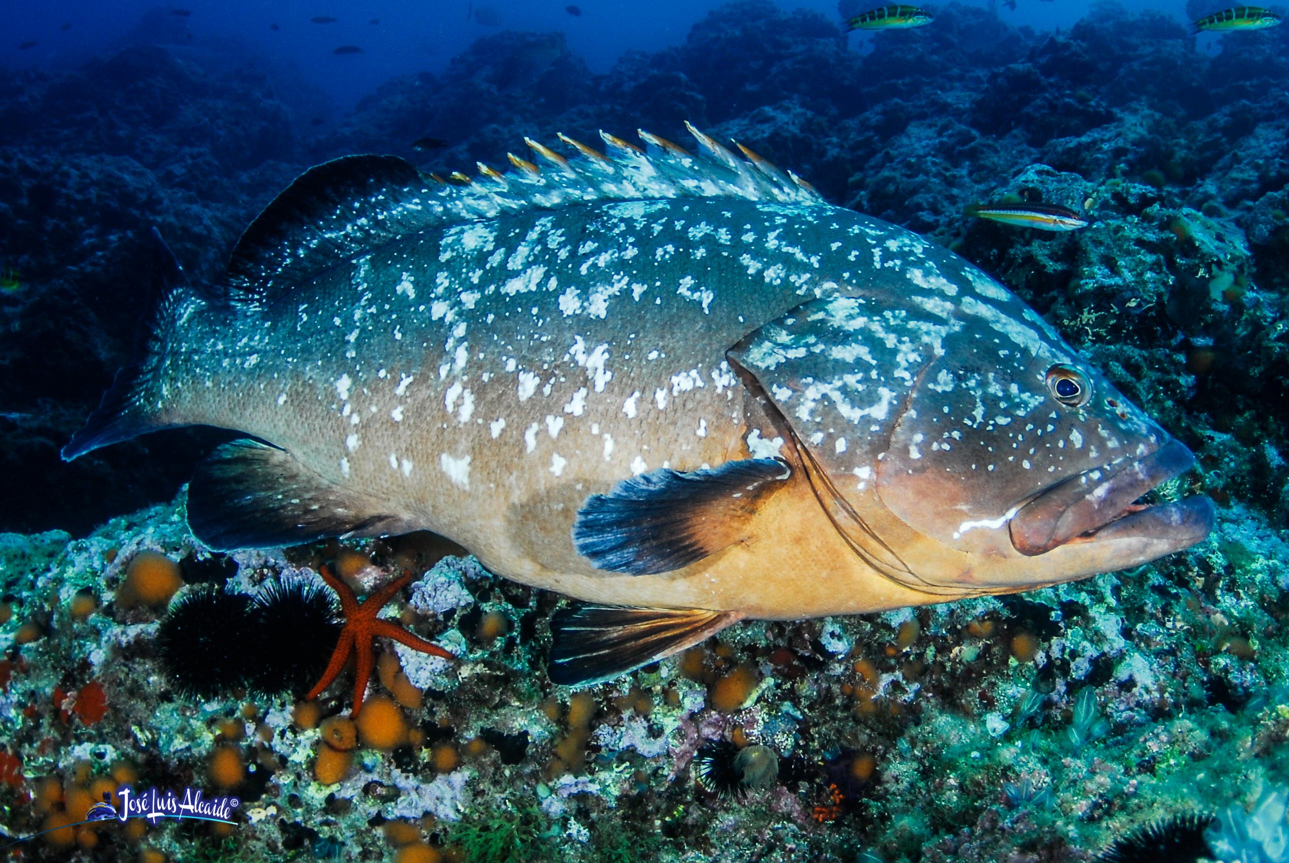 Epinephelus marginatus mero