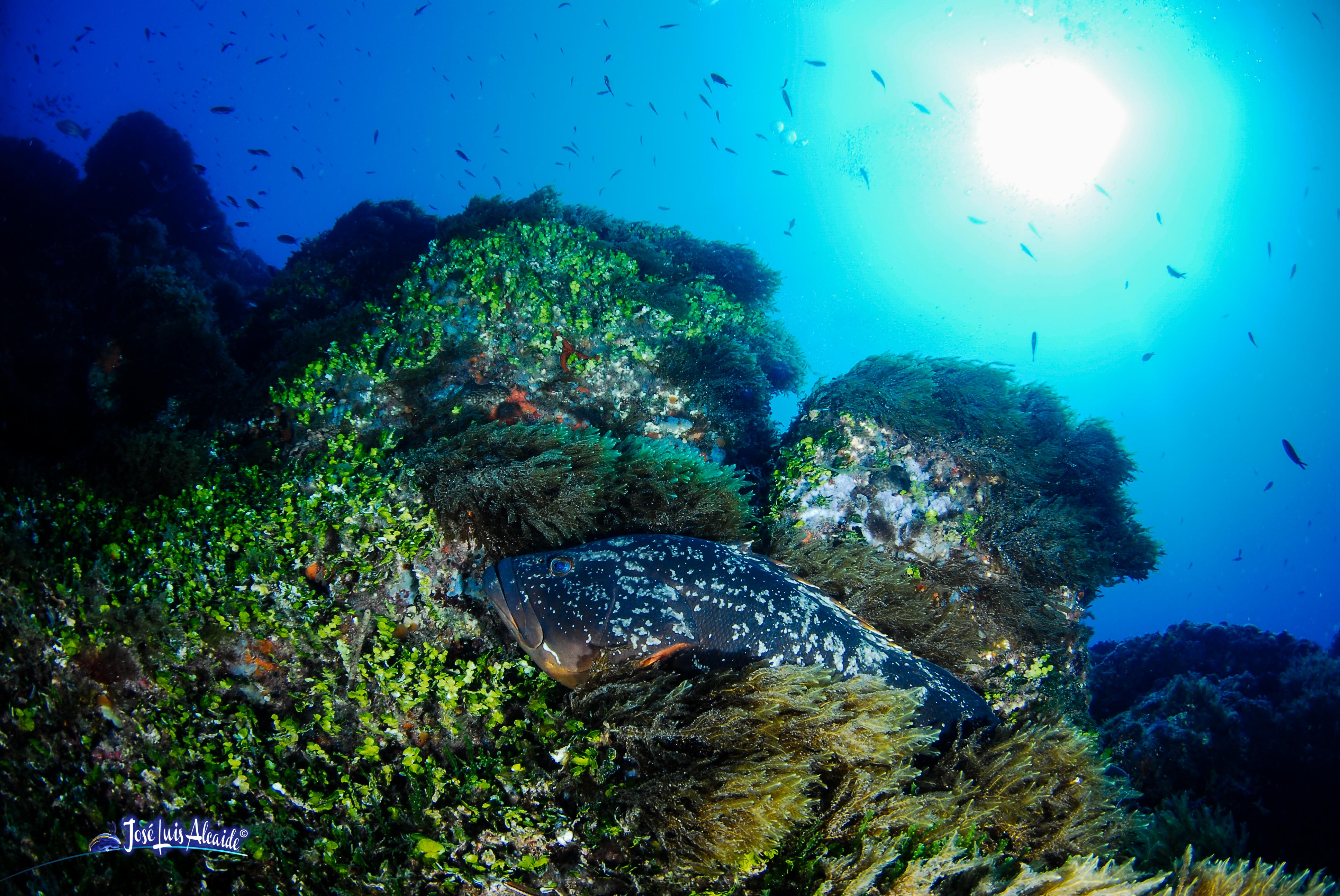 Epinephelus marginatus mero