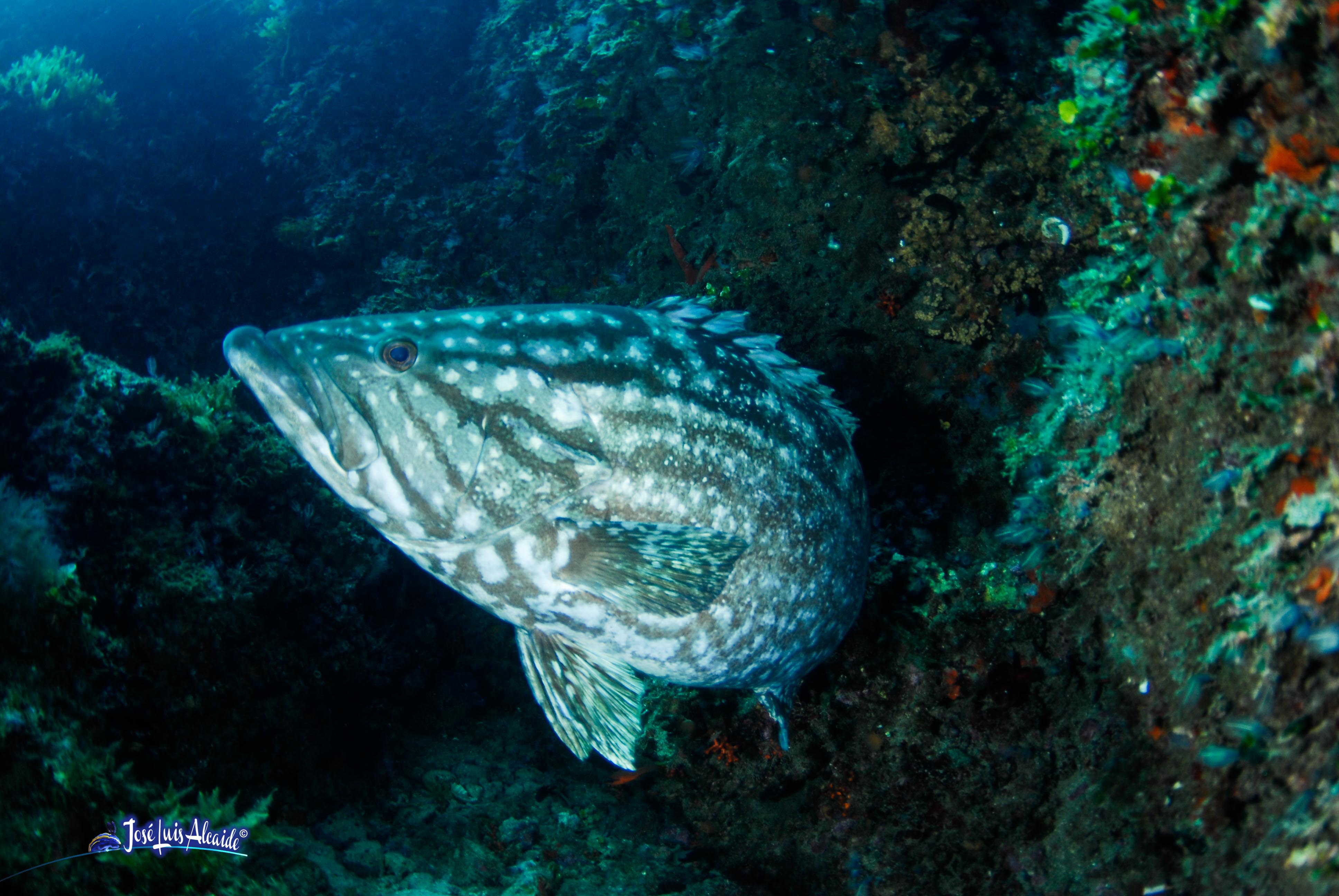 Epinephelus rubra gitano