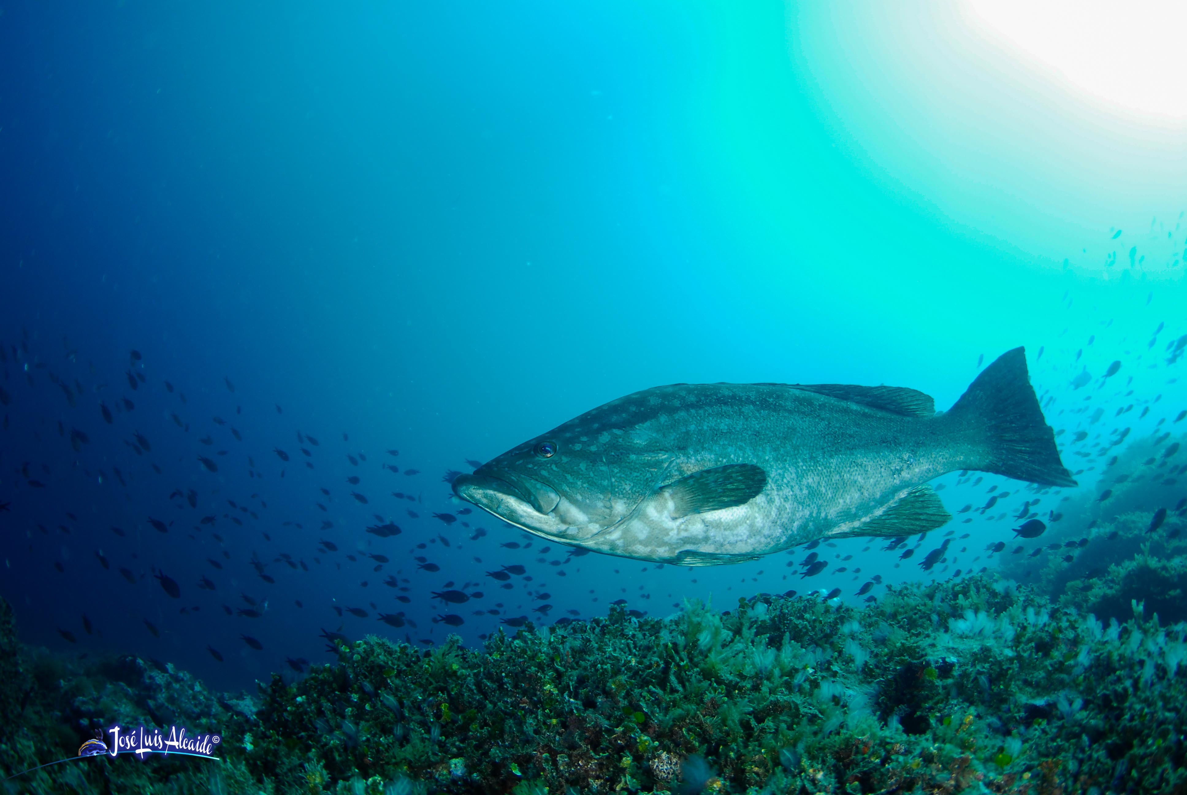 Epinephelus rubra gitano