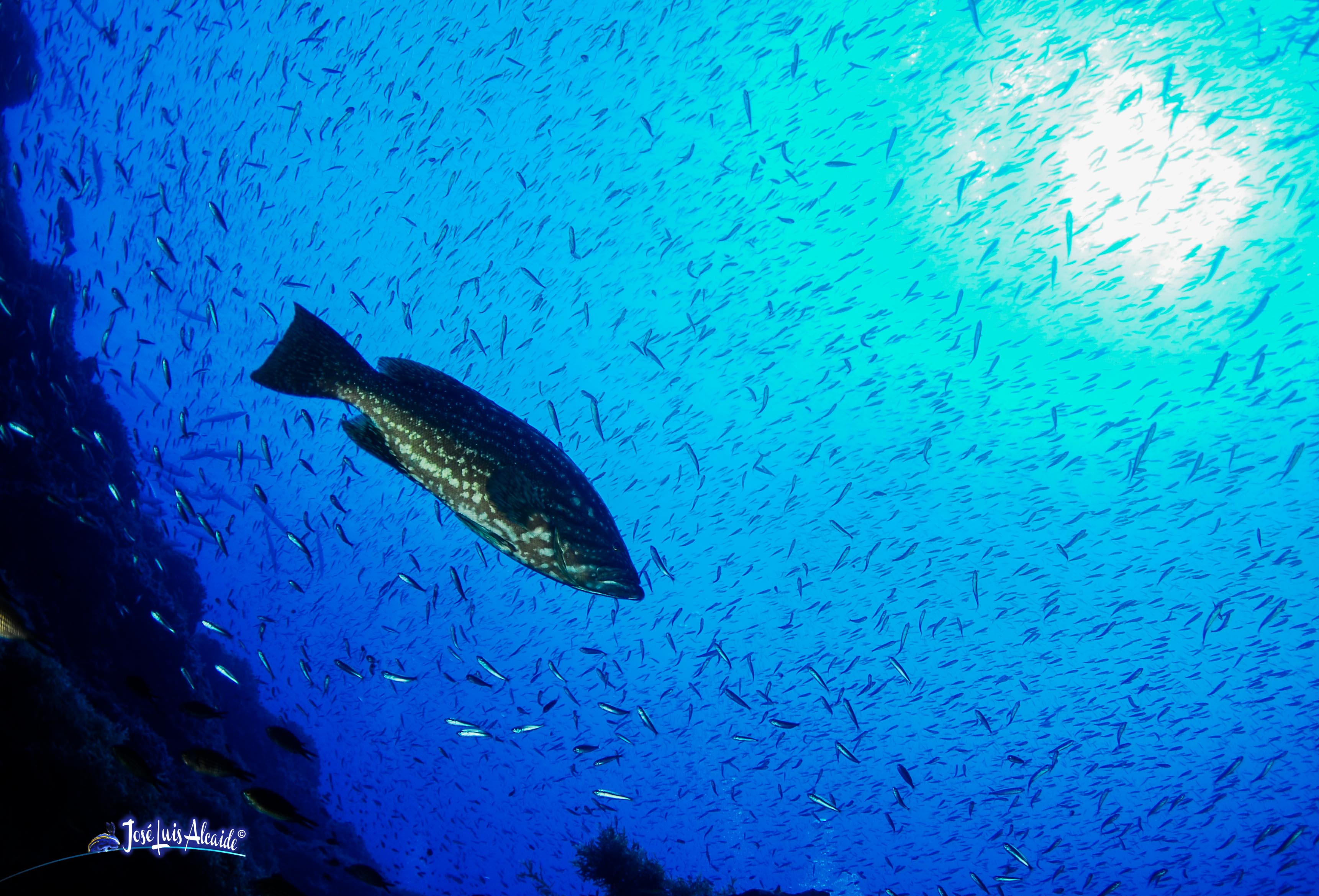 Epinephelus rubra gitano