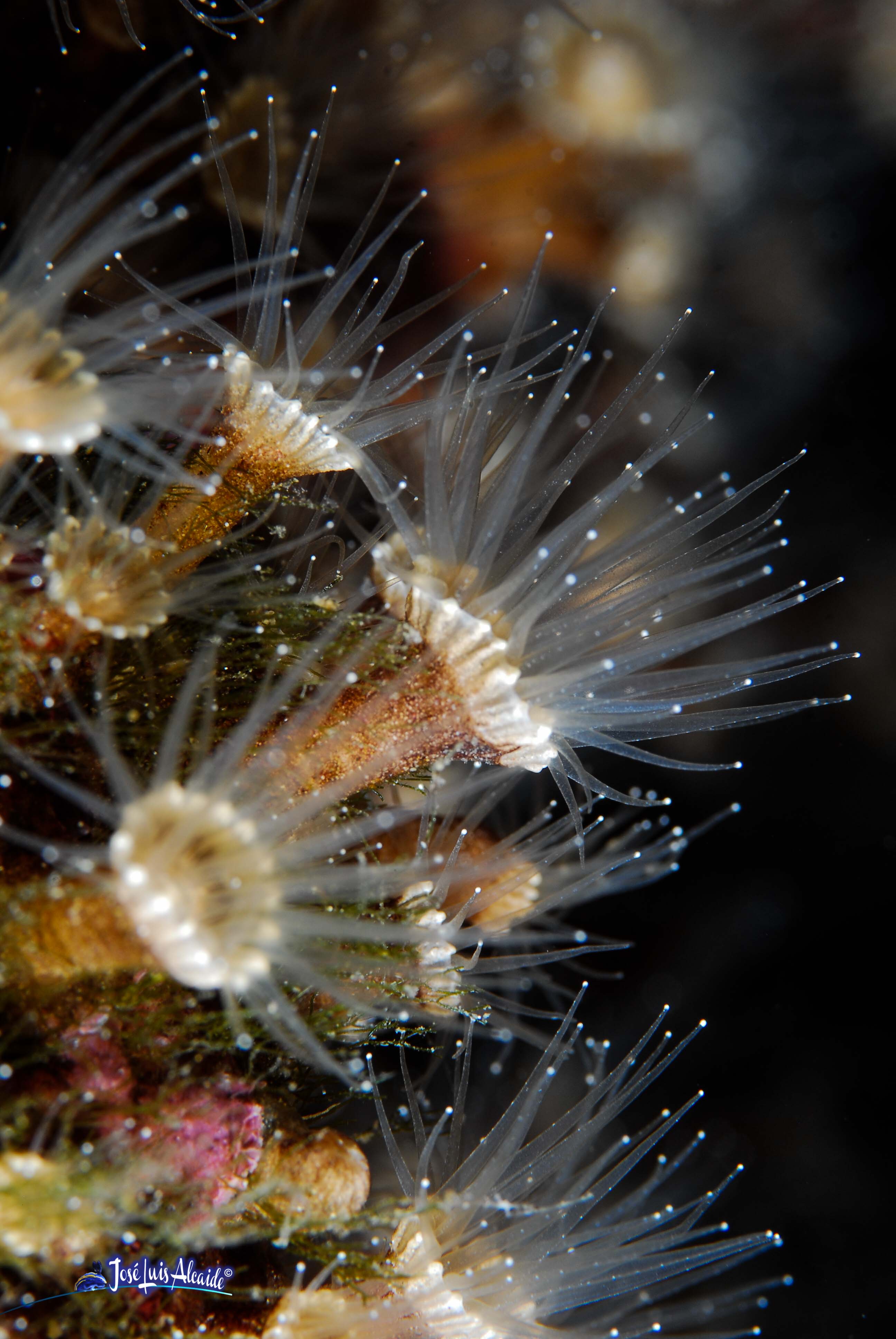 Epizoanthus arenaceus anémona incrustante gris