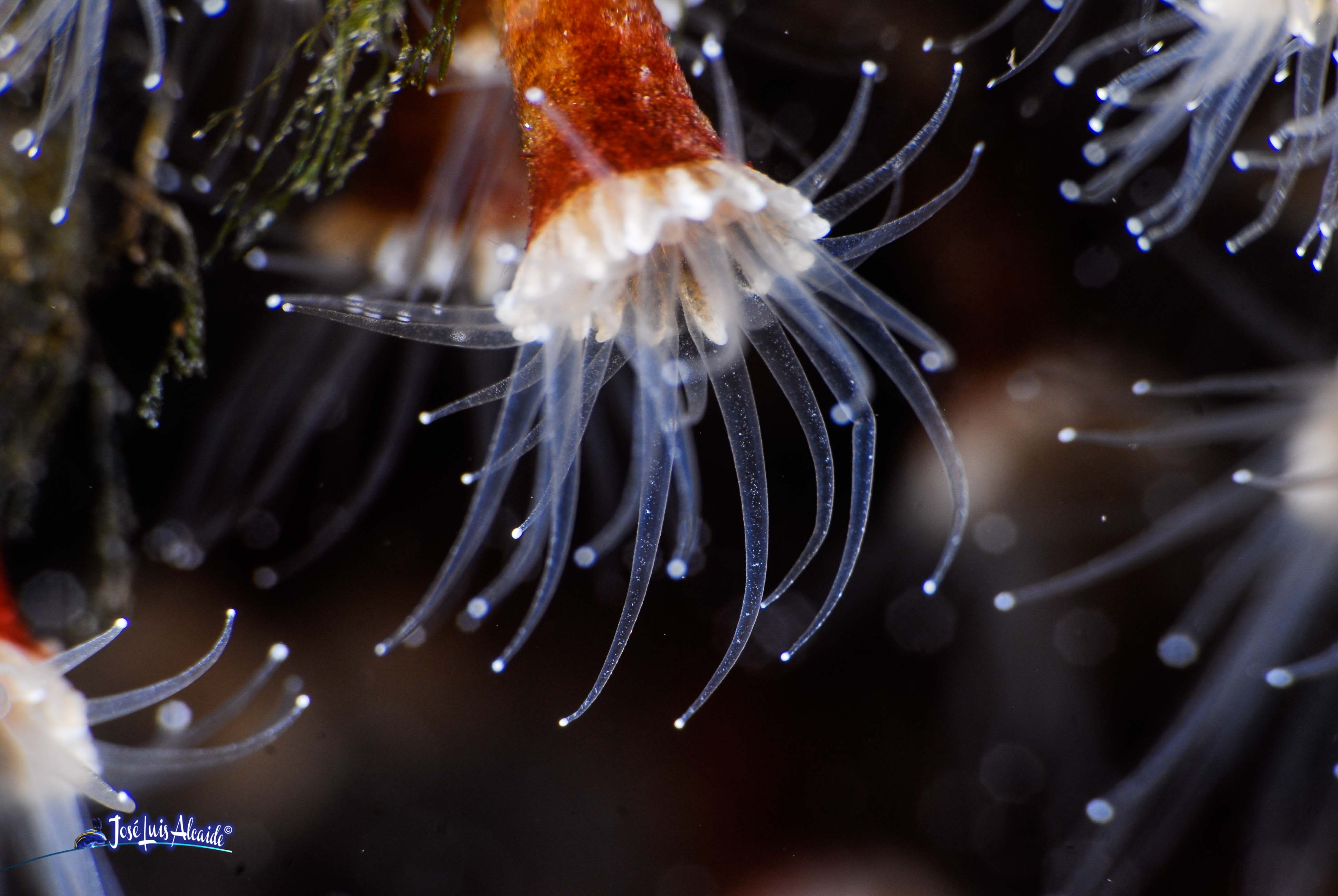 Epizoanthus arenaceus anémona incrustante gris