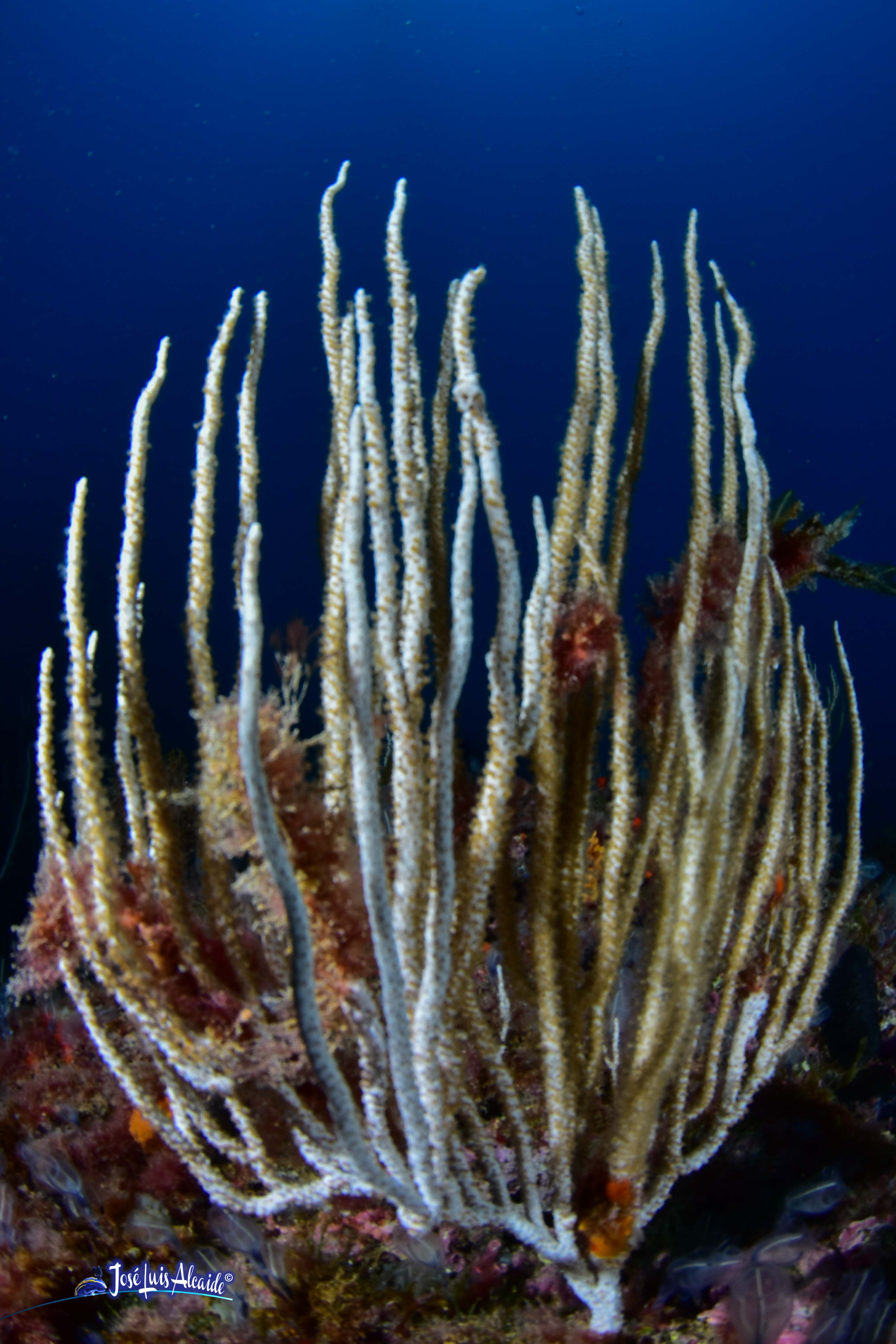 Eunicella gacella gorgonia blanca lisa