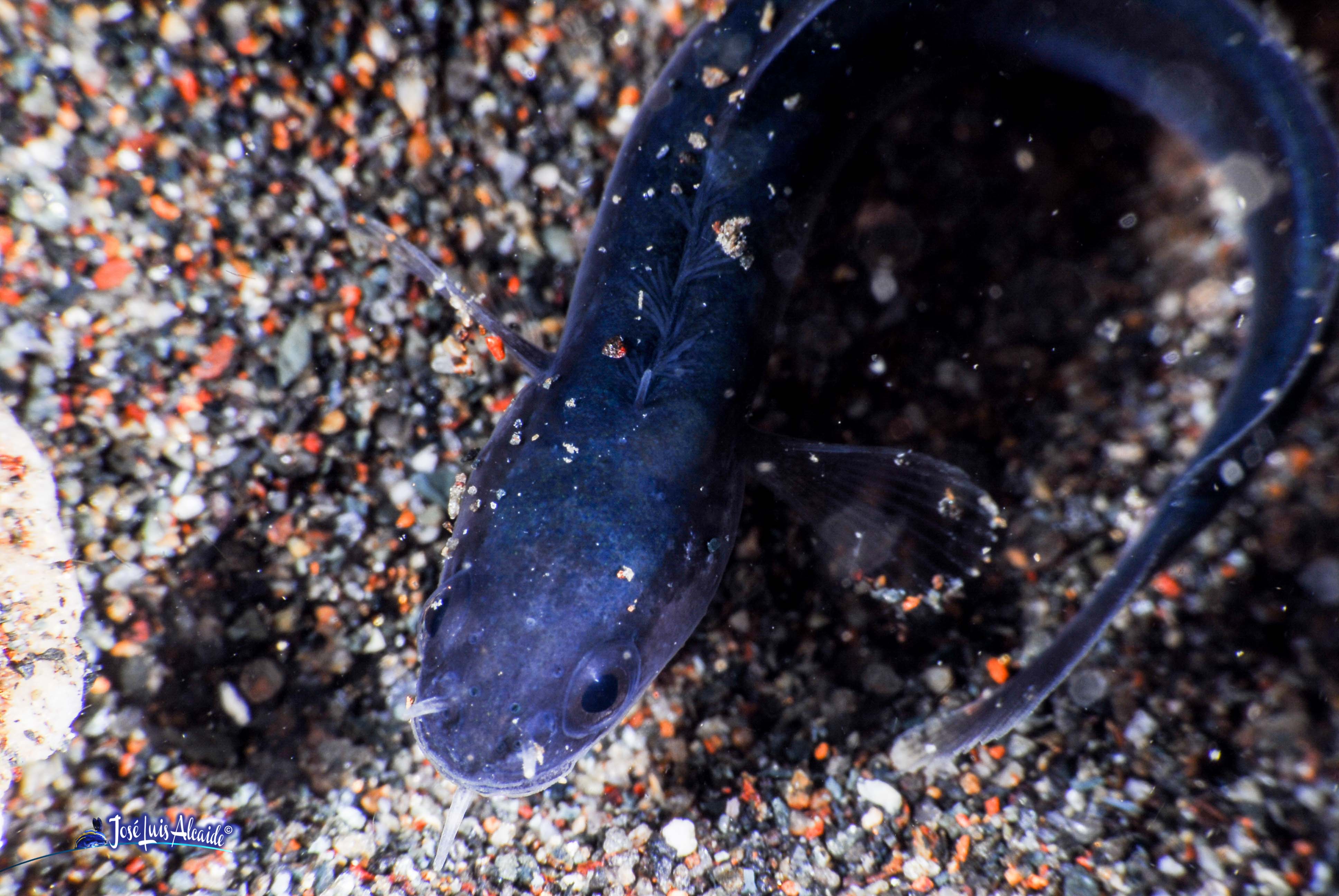 Gaidropsarus mediterraneus barbada bertolella
