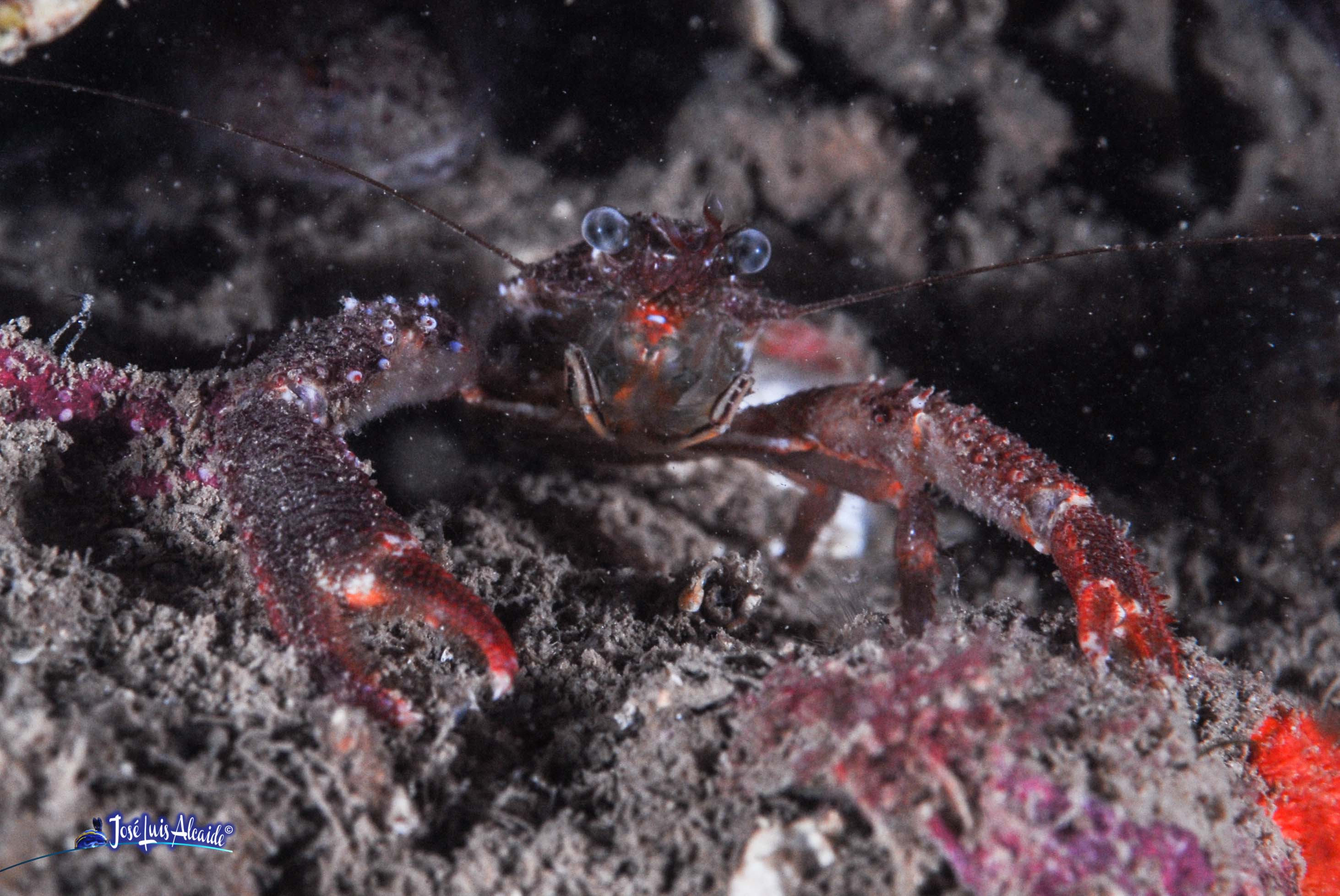 Galathea sp