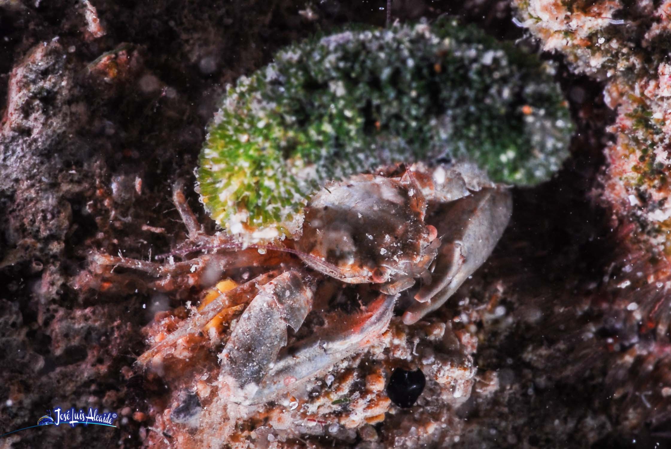Galathea strigosa