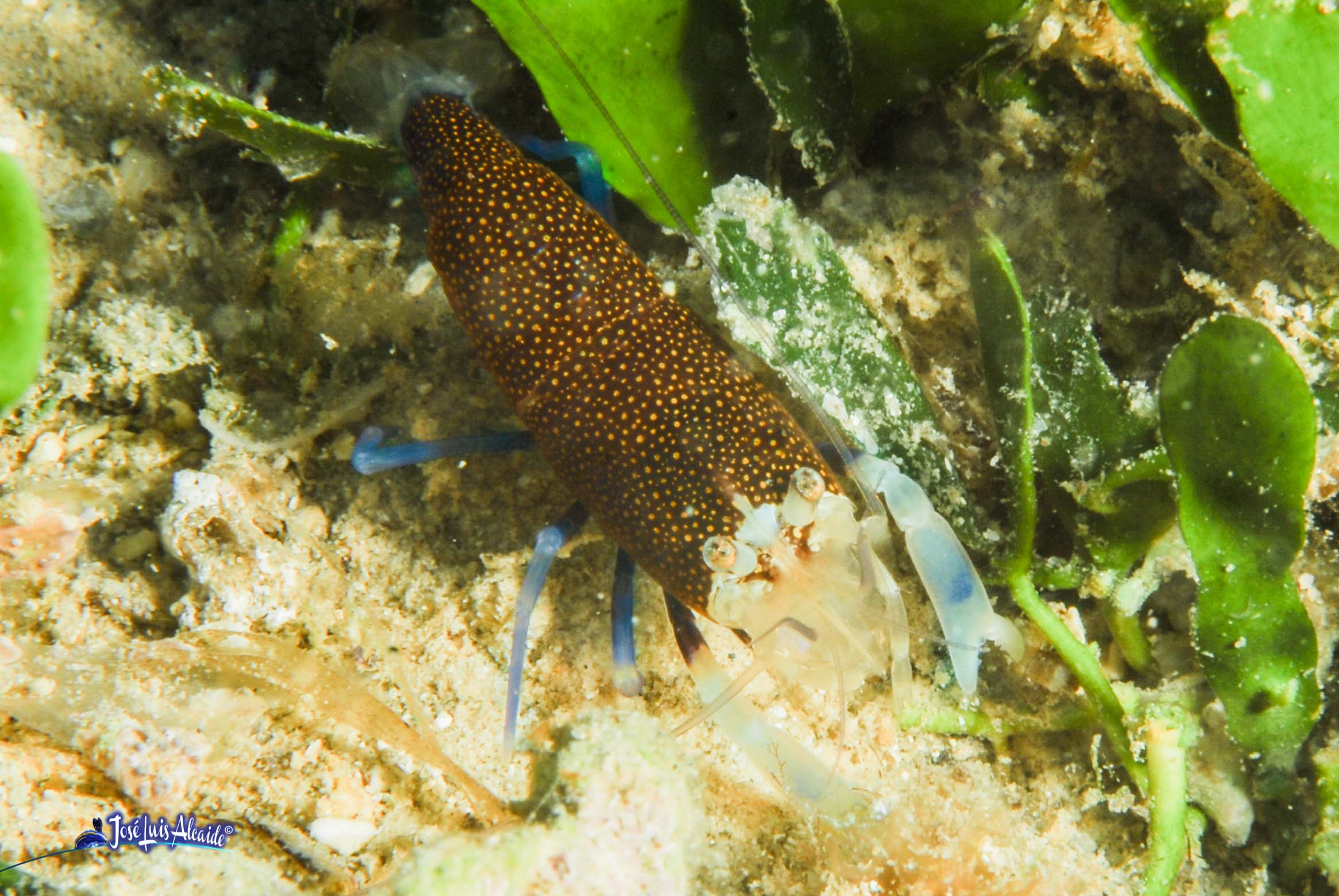 Gnathophyllum elegans gamba abejorro