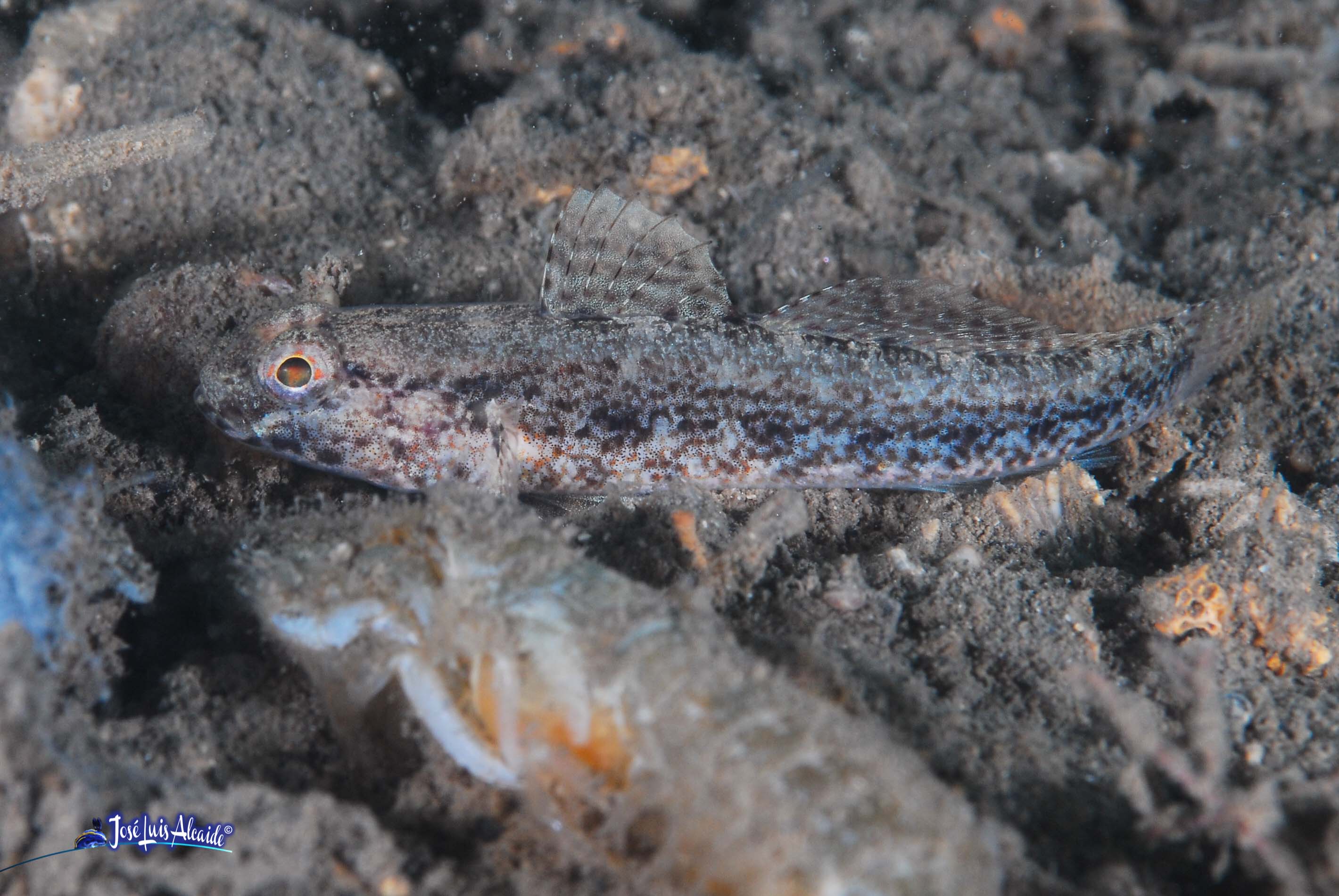 Gobius ferrer