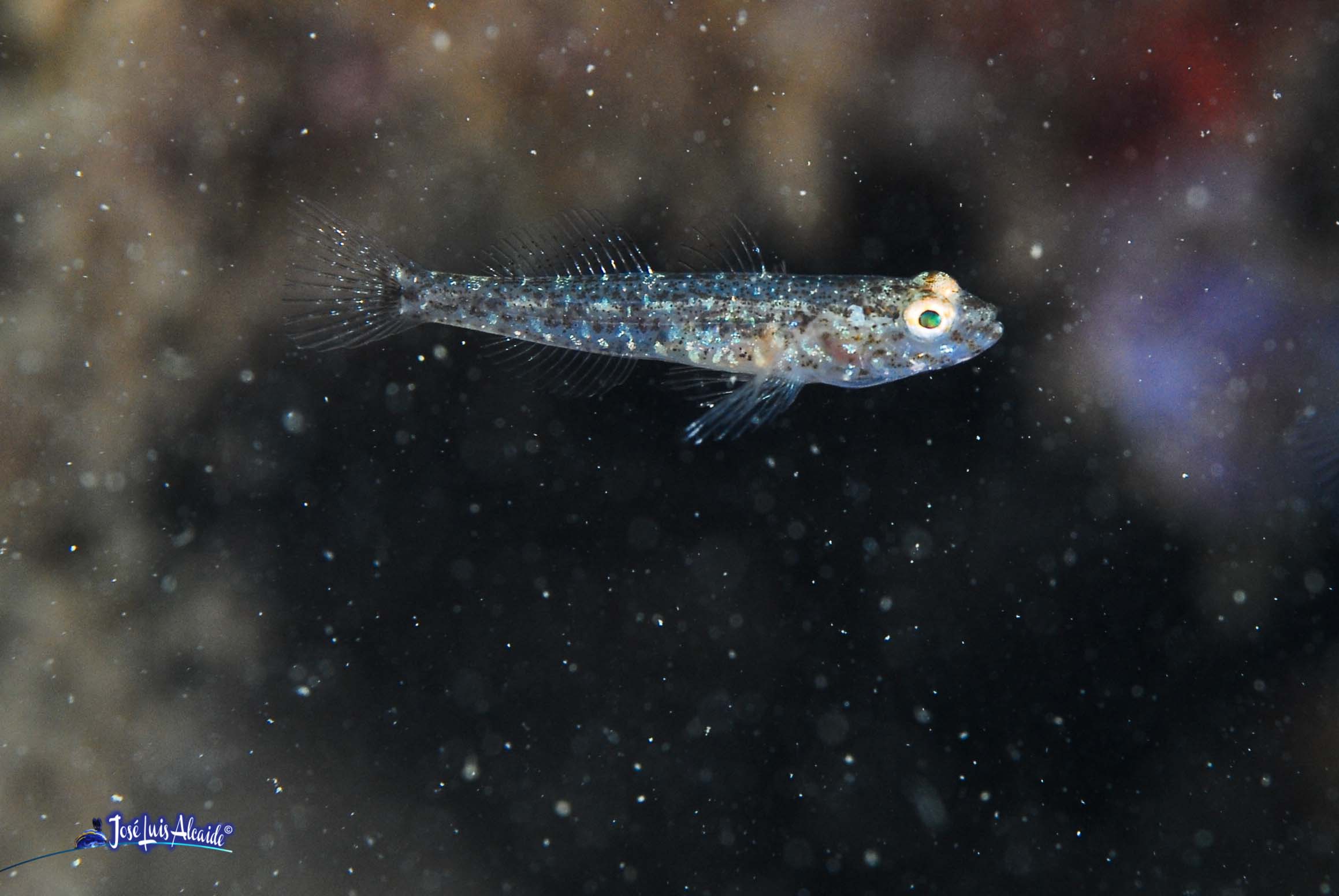 Gobius ferrer
