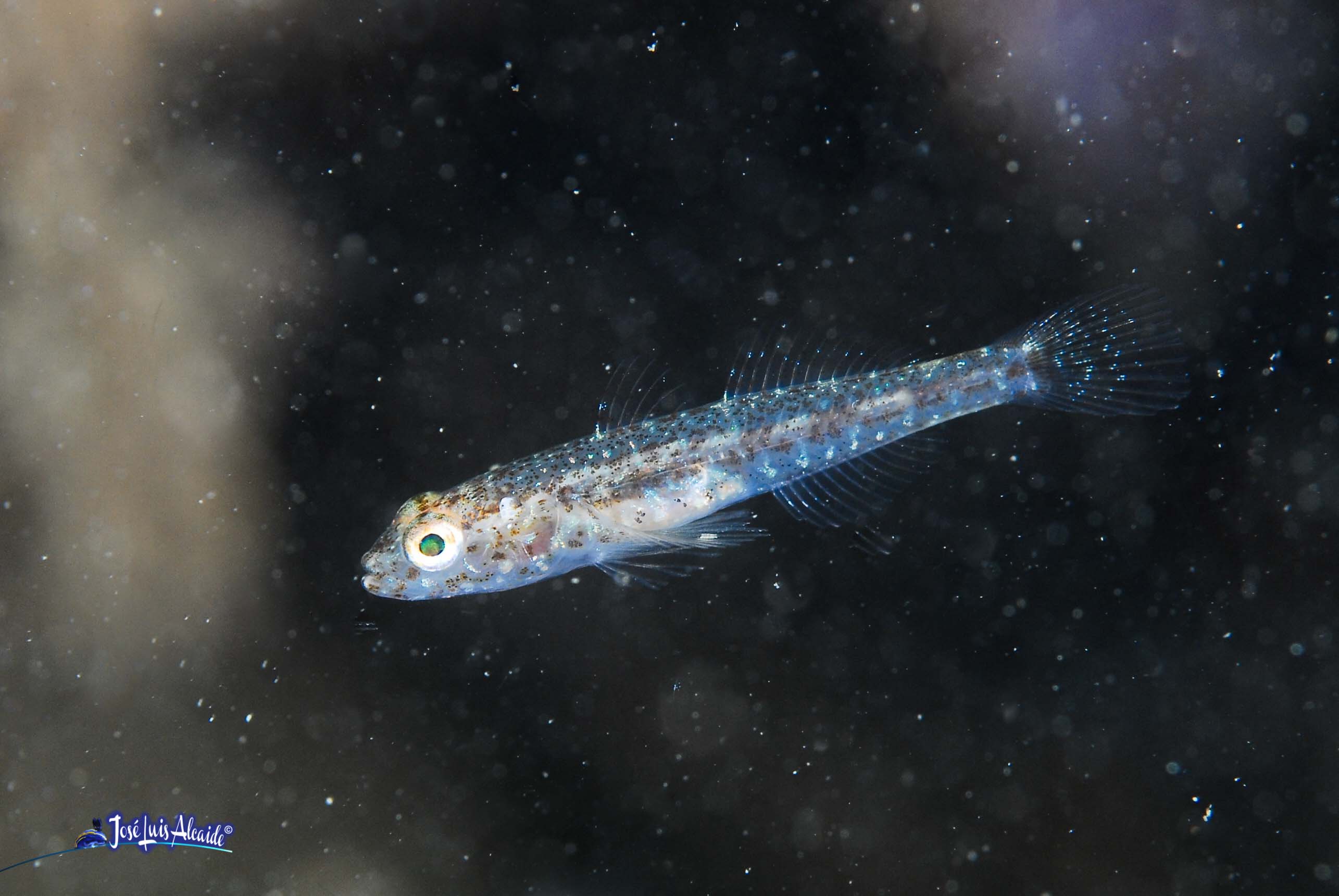 Gobius ferrer