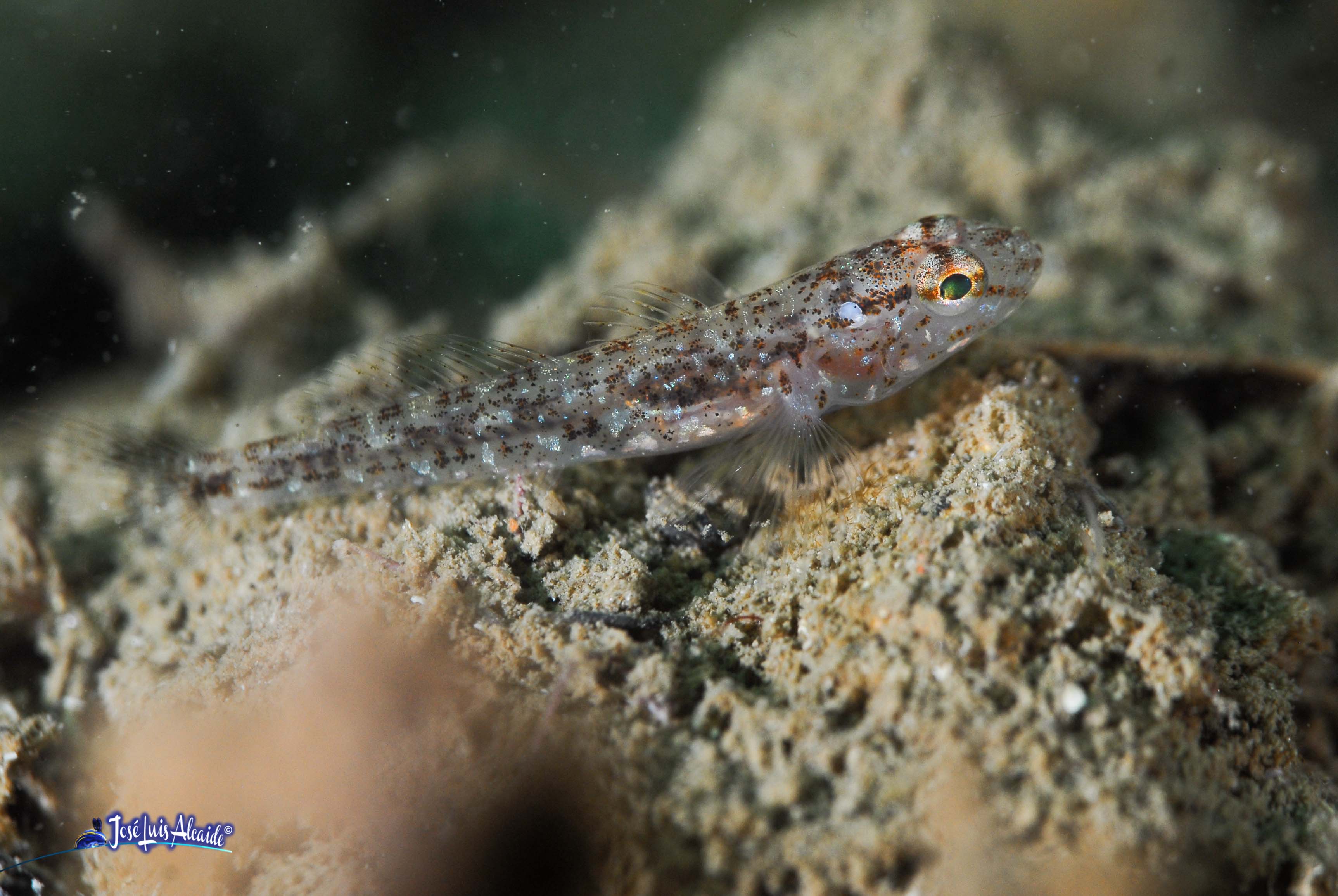 Gobius ferrer