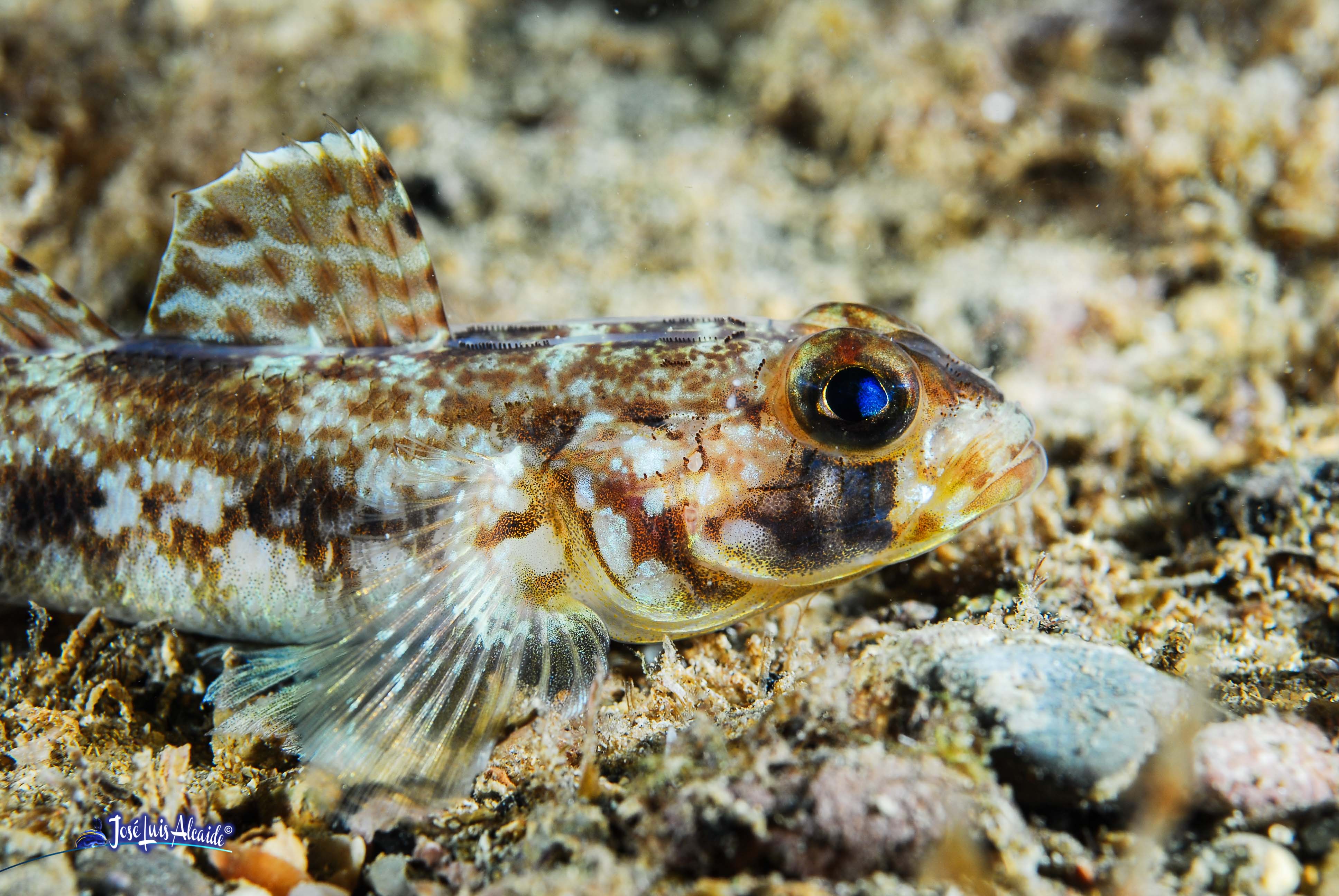 Gobius geniporus galano gobio poroso