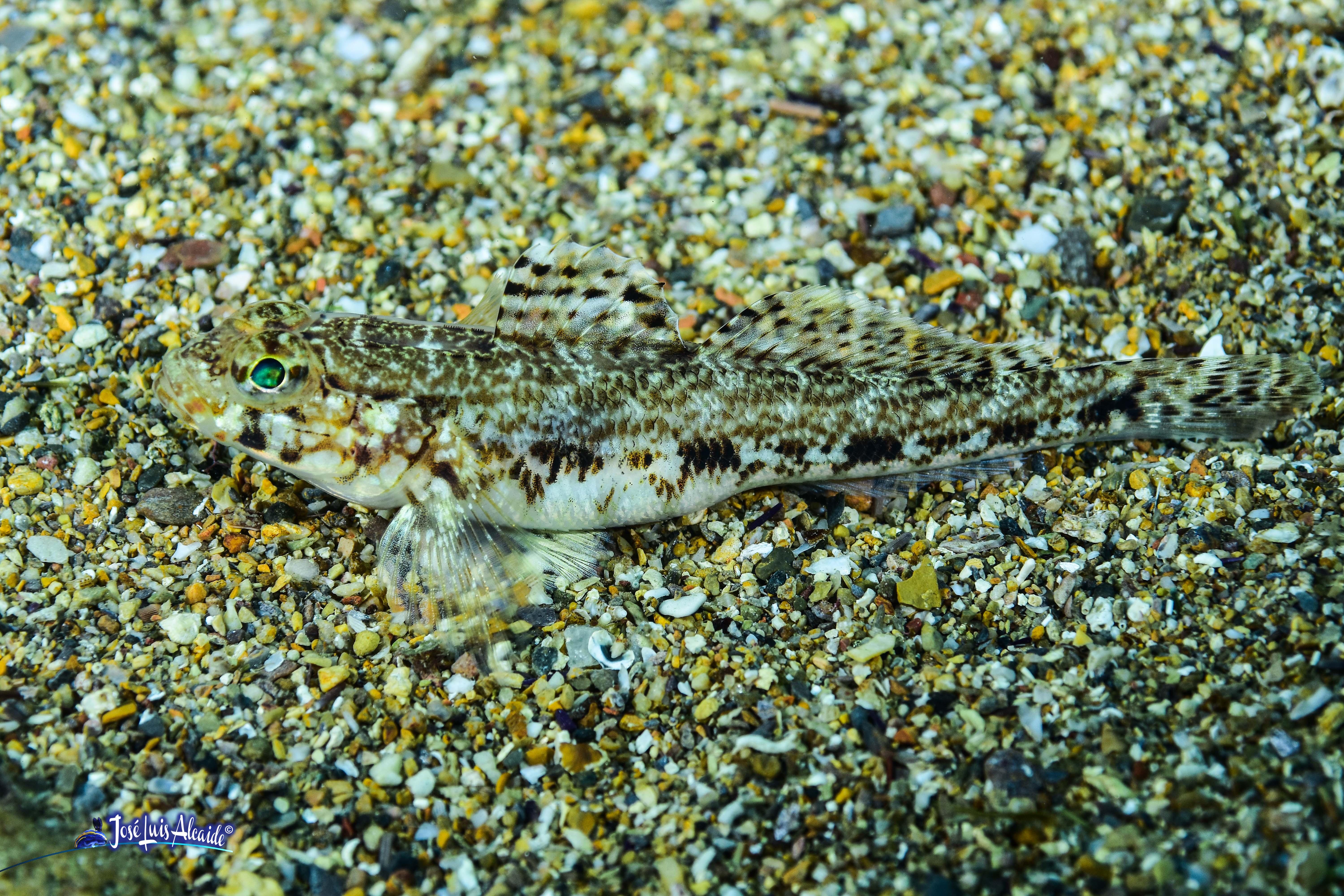Gobius geniporus galano gobio poroso
