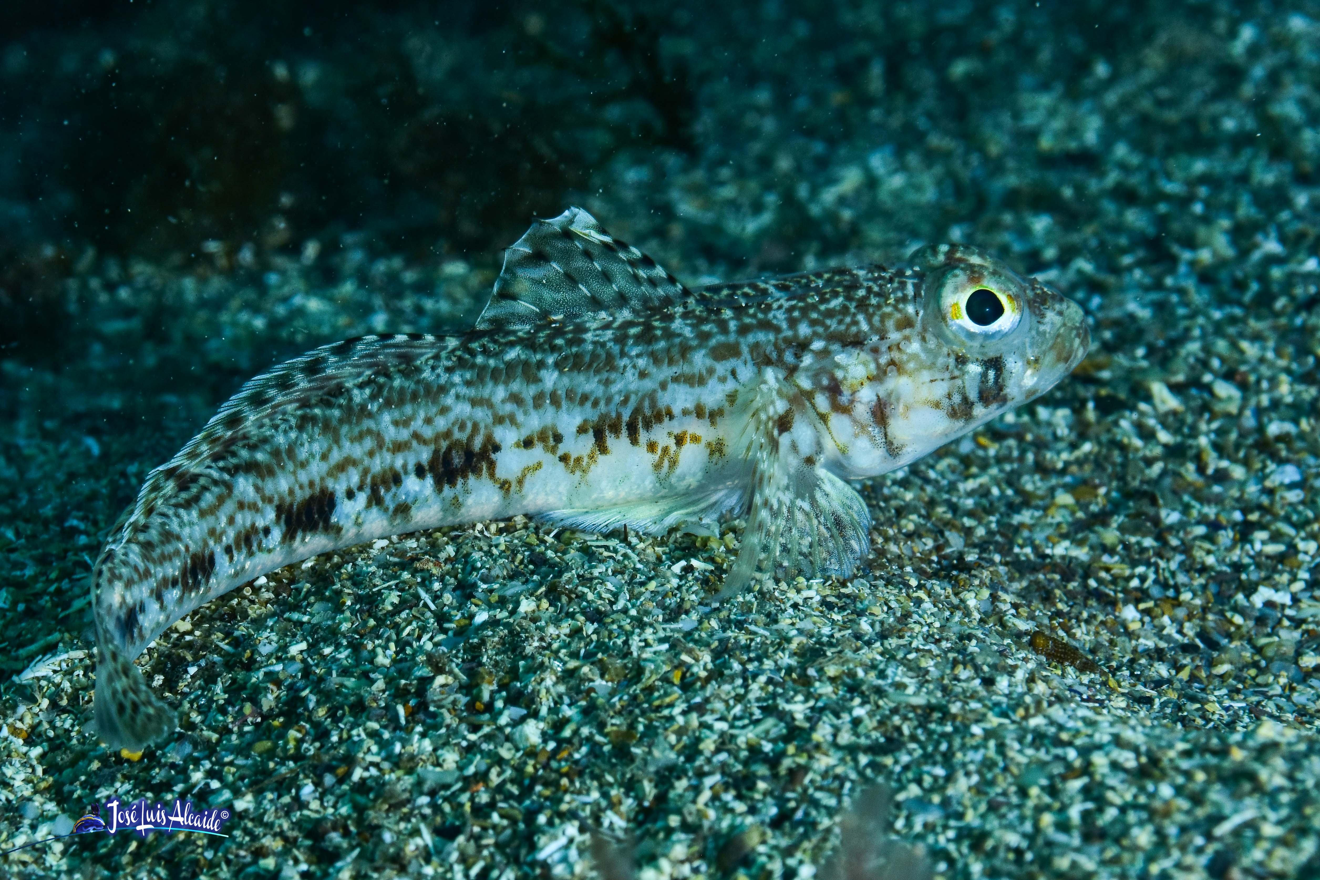 Gobius geniporus galano gobio poroso