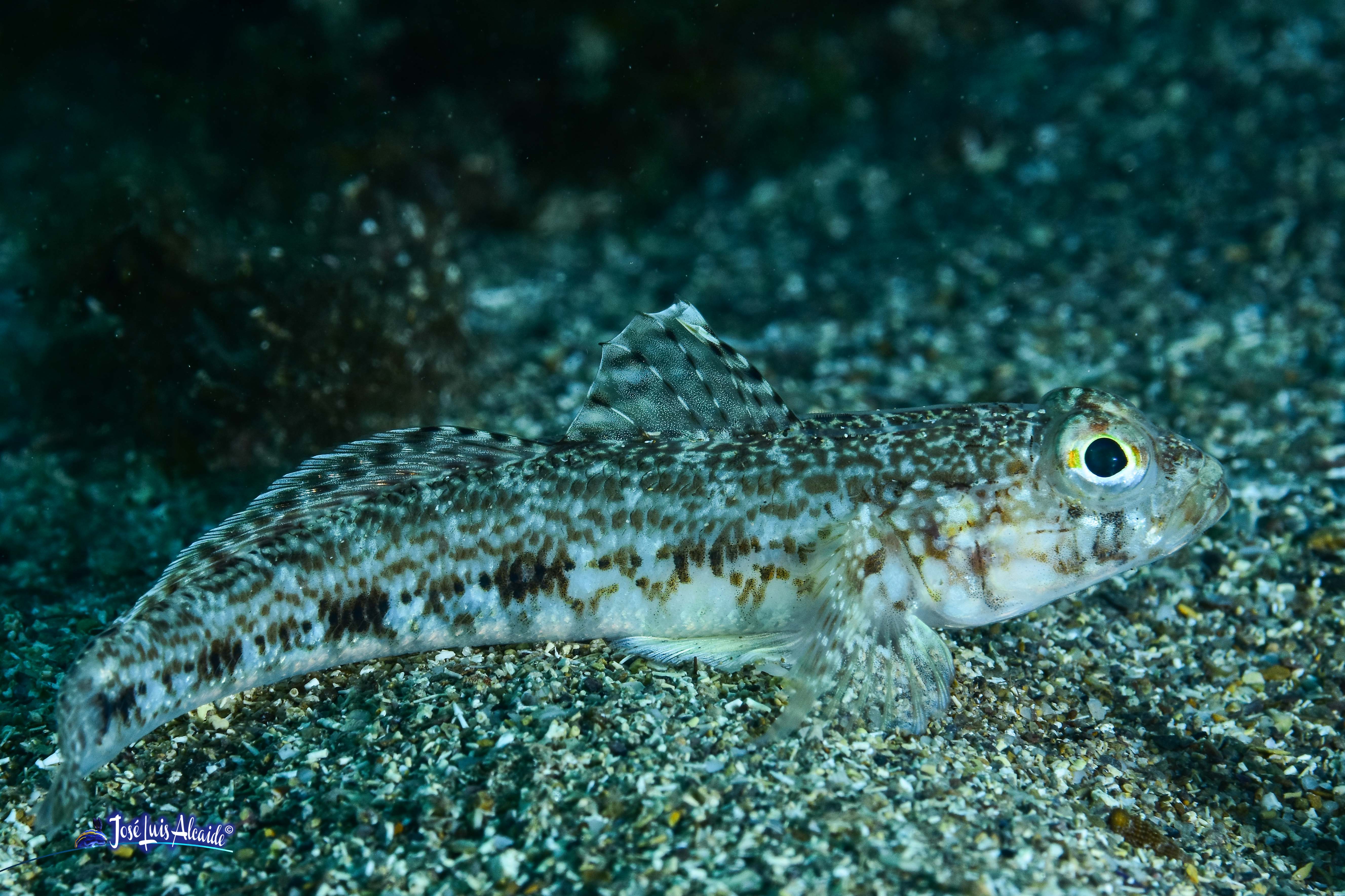 Gobius geniporus galano gobio poroso