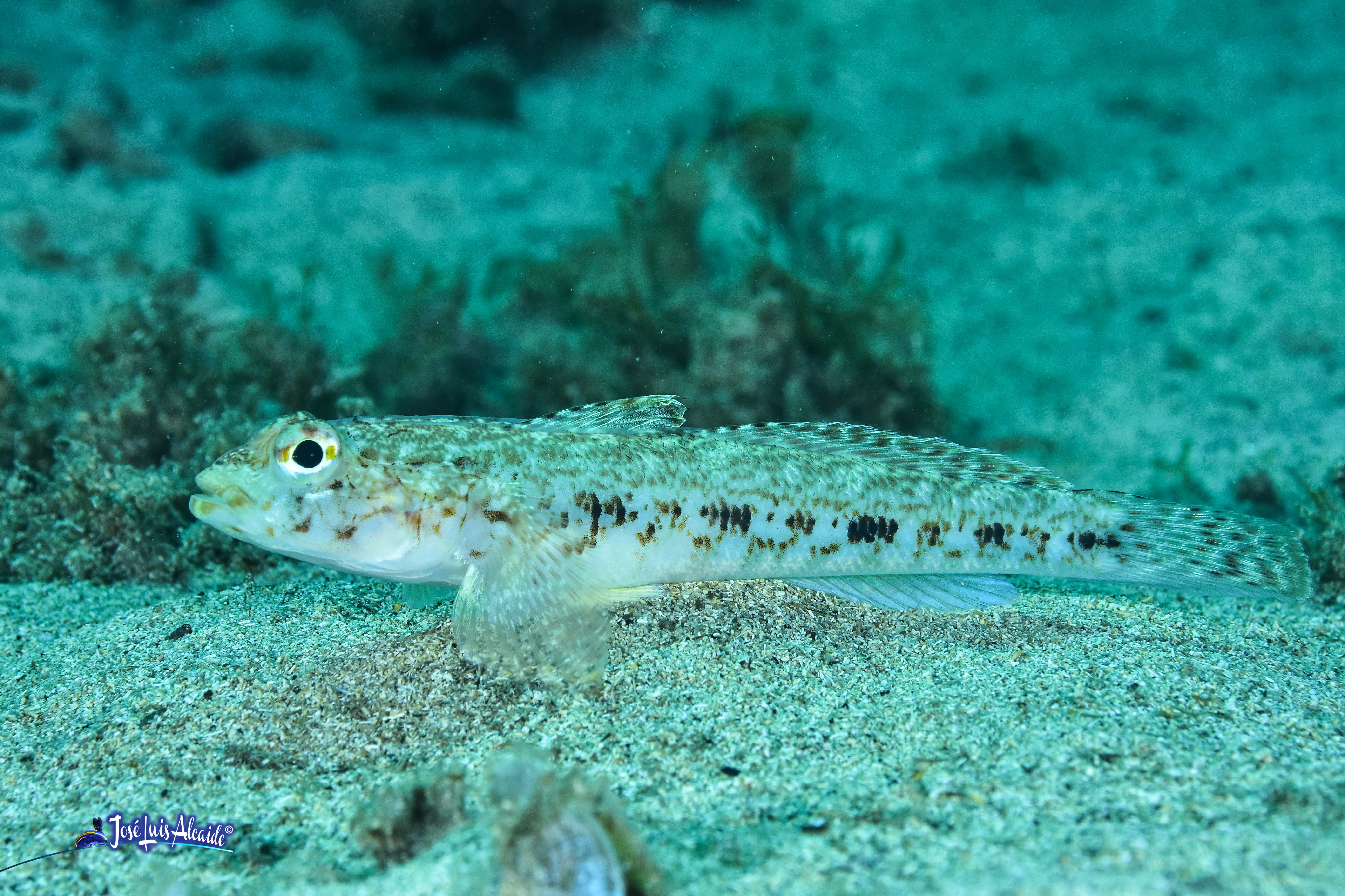 Gobius geniporus galano gobio poroso
