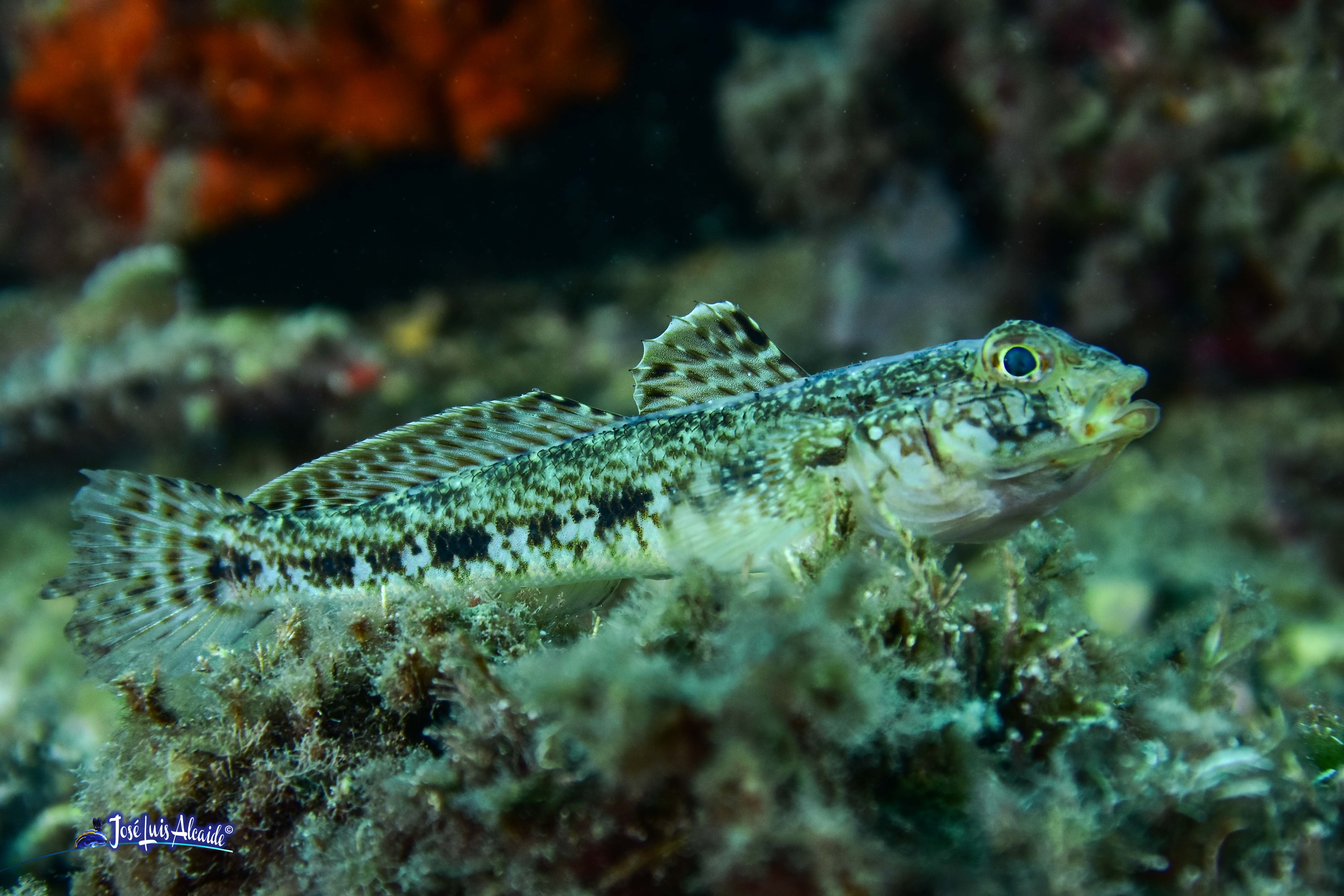 Gobius geniporus galano gobio poroso
