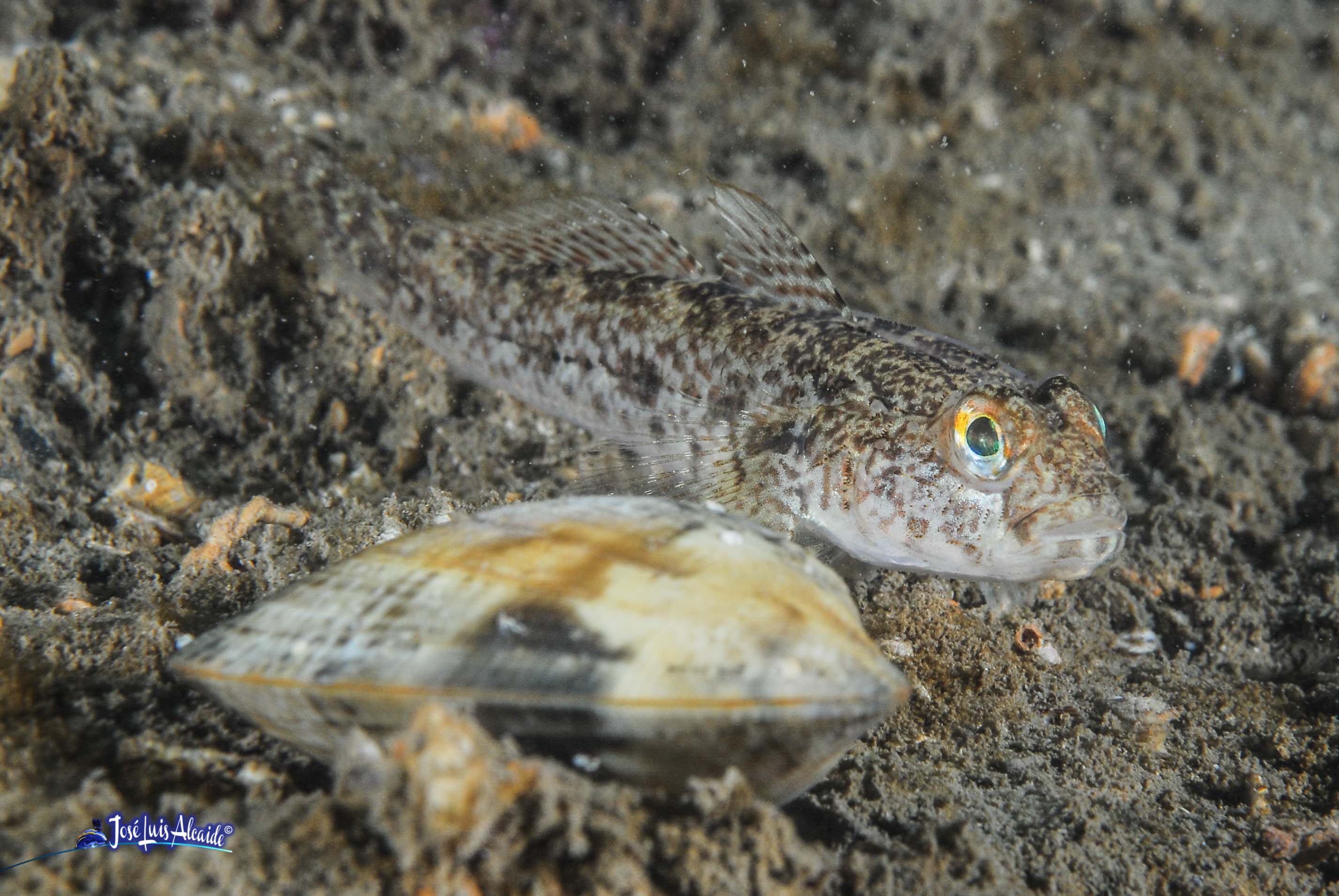 Gobius geniporus galano gobio poroso