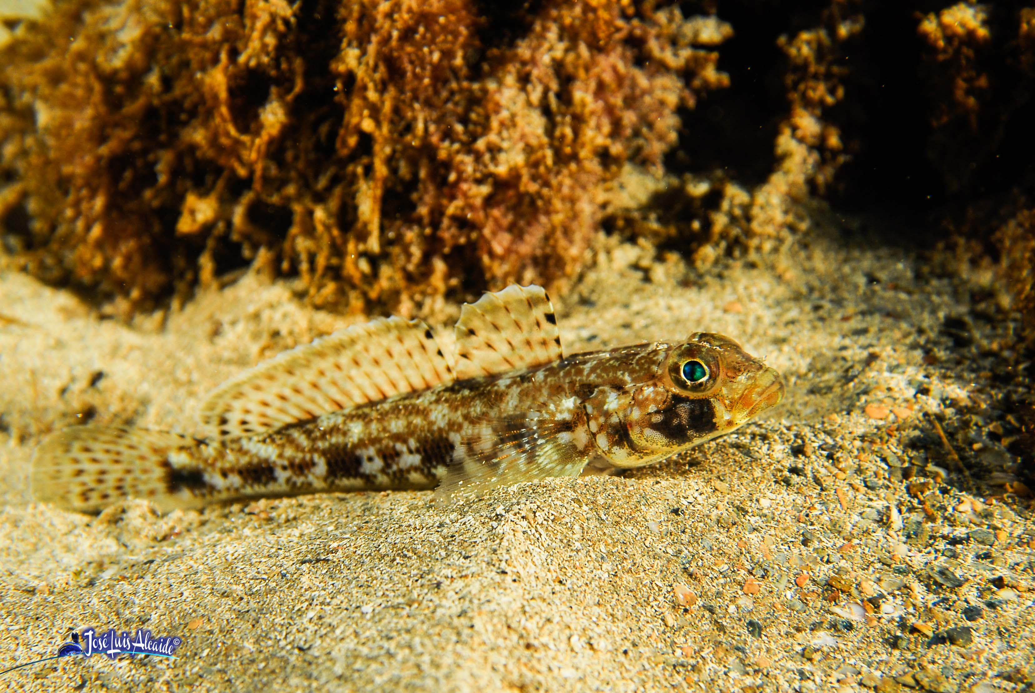 Gobius geniporus galano gobio poroso