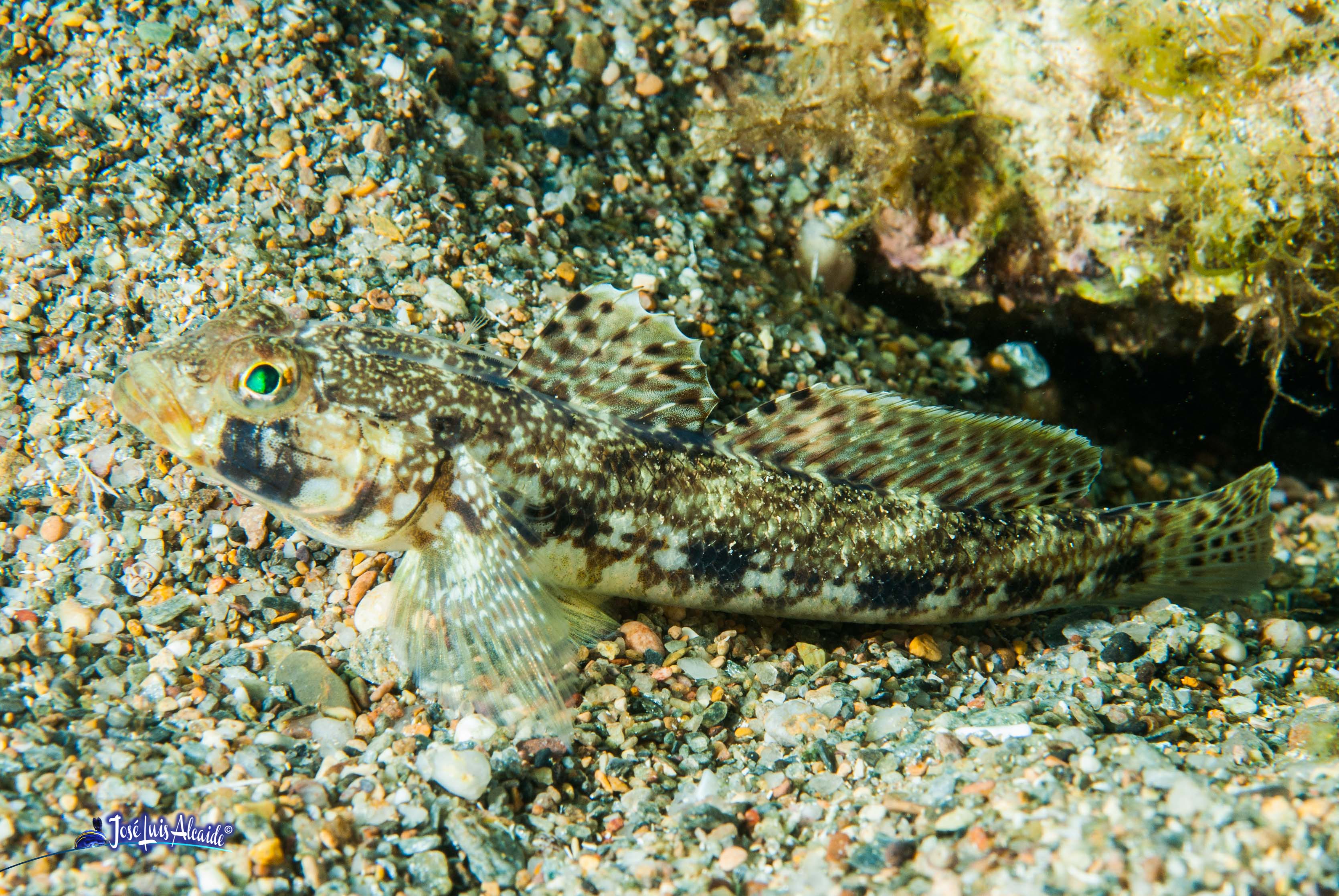 Gobius geniporus galano gobio poroso
