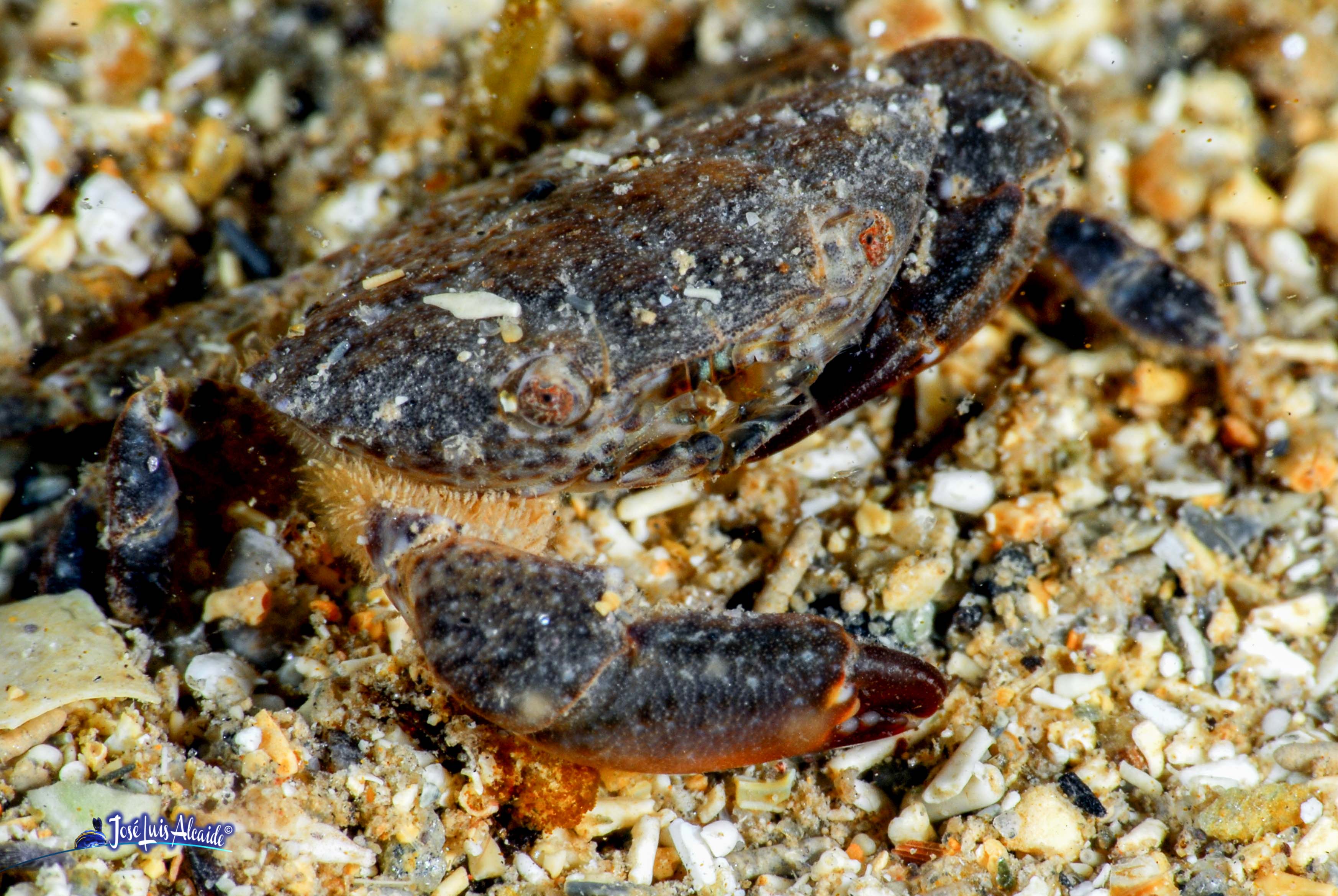 Grapsus adscensionis pies ligeros