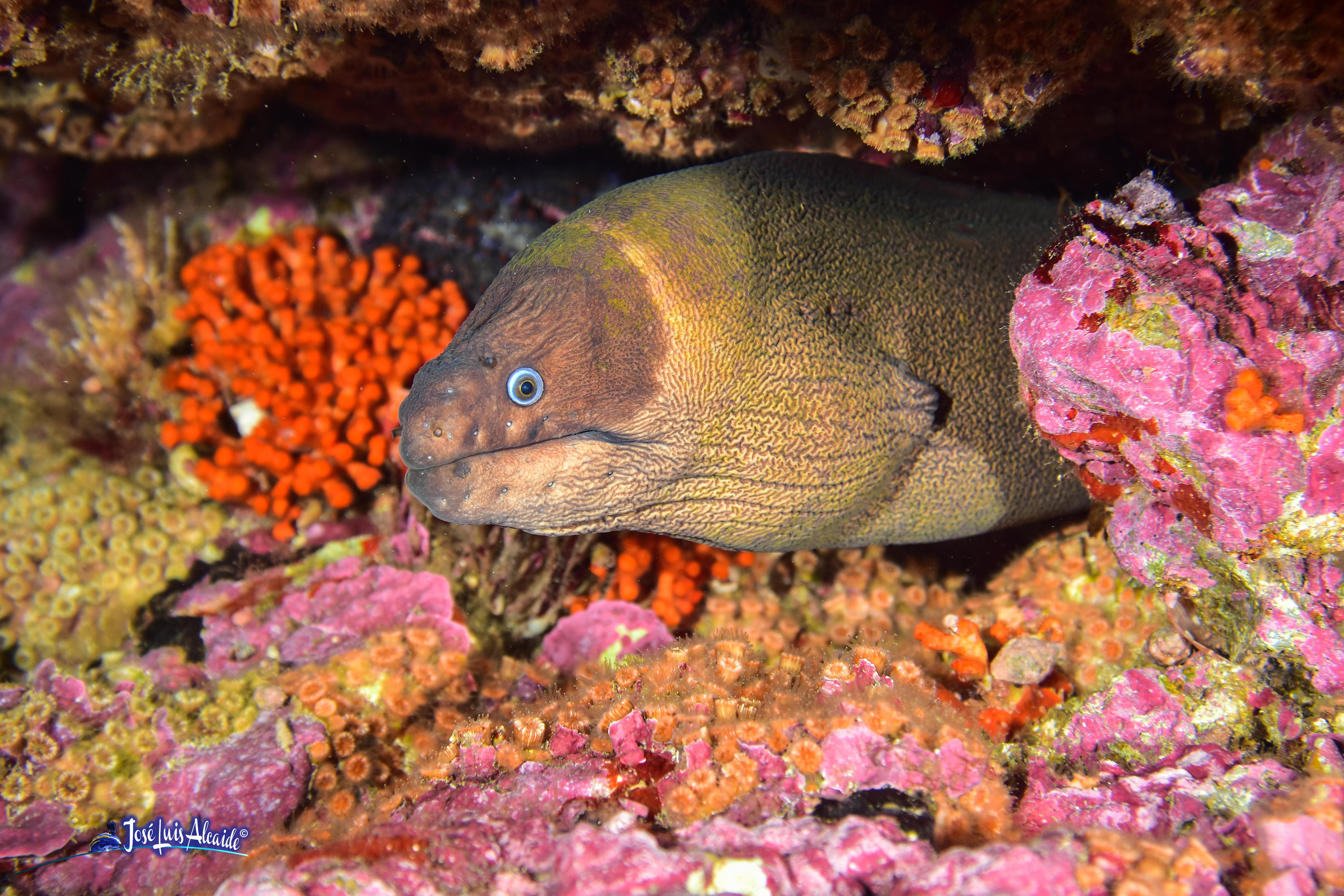 Gymnothorax unicolor murión