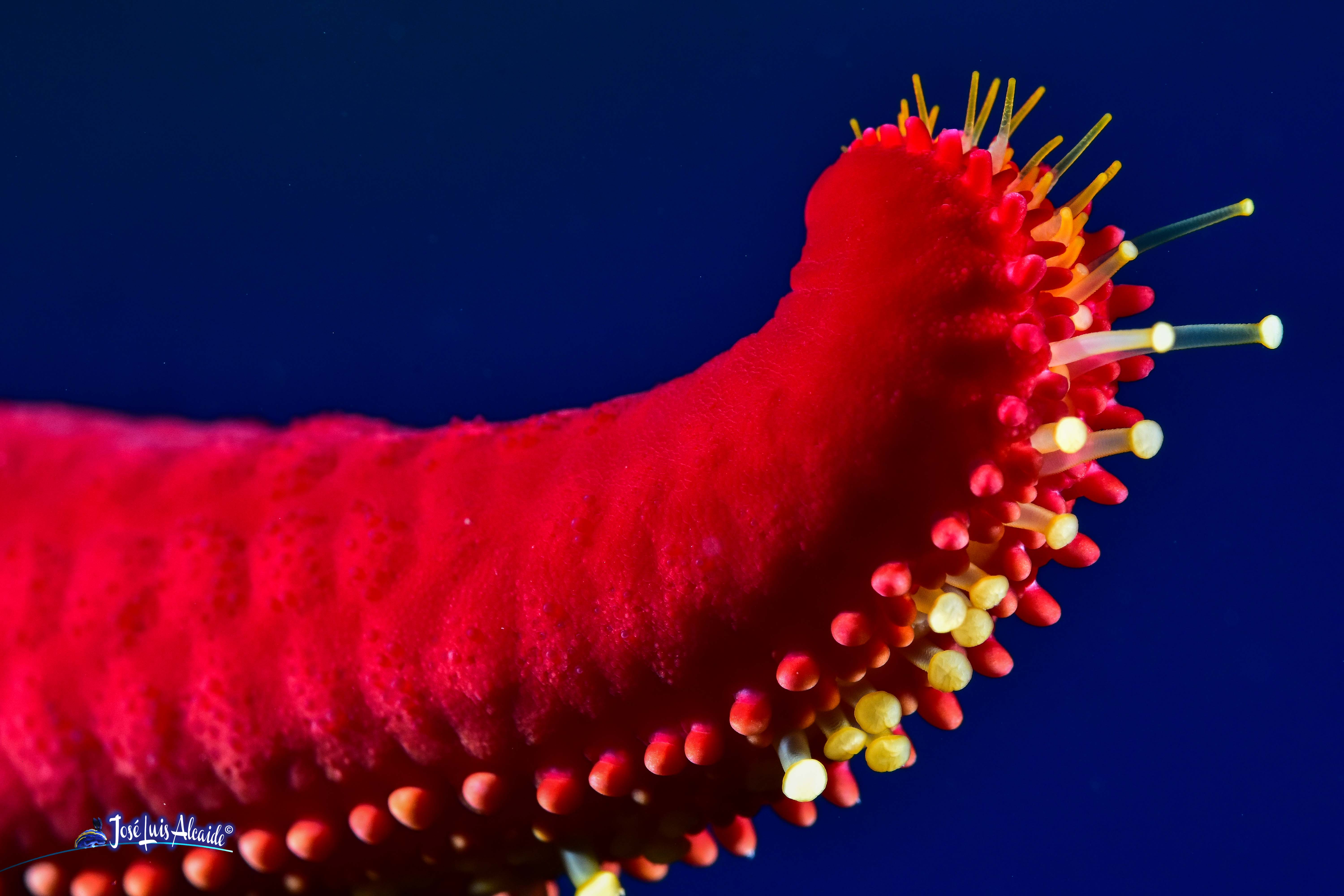 Hacelia attenuata estrella de mar suave