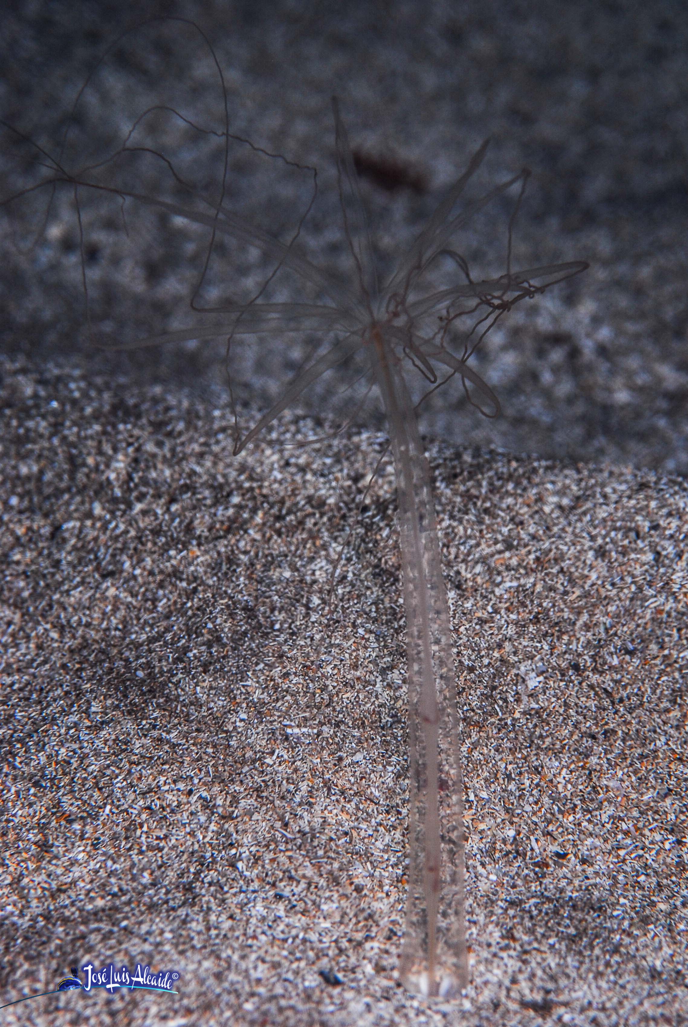 Halcampoides mediteranea cola nocturna
