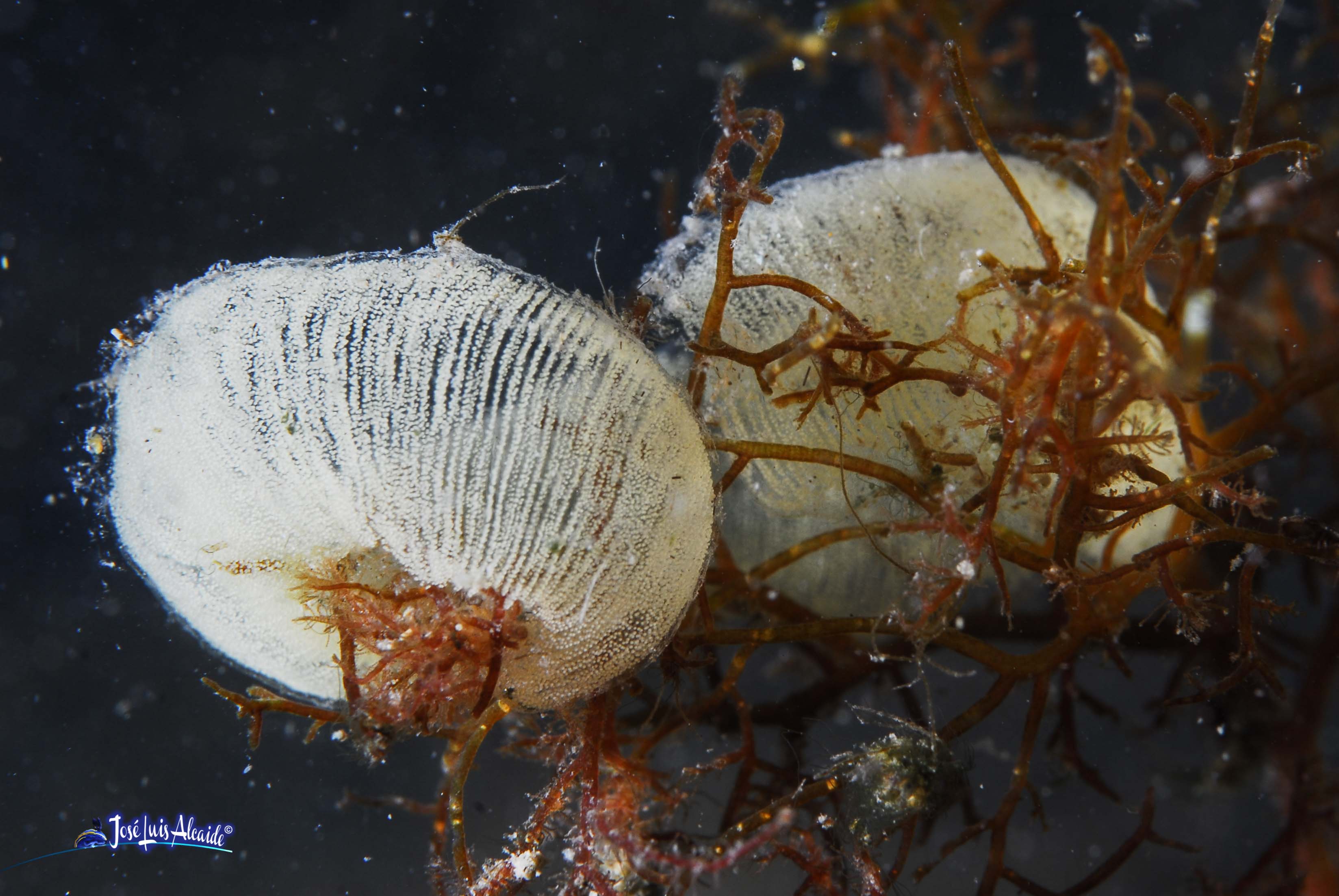 Haminoea orteai