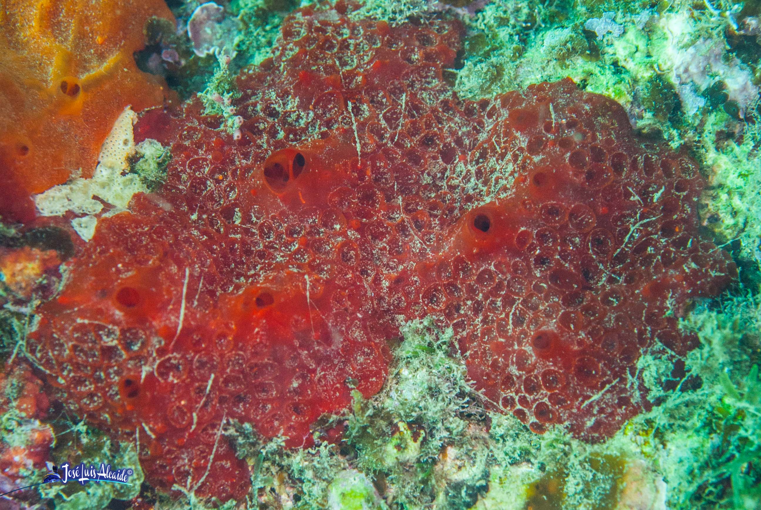 Hemimycale columella
