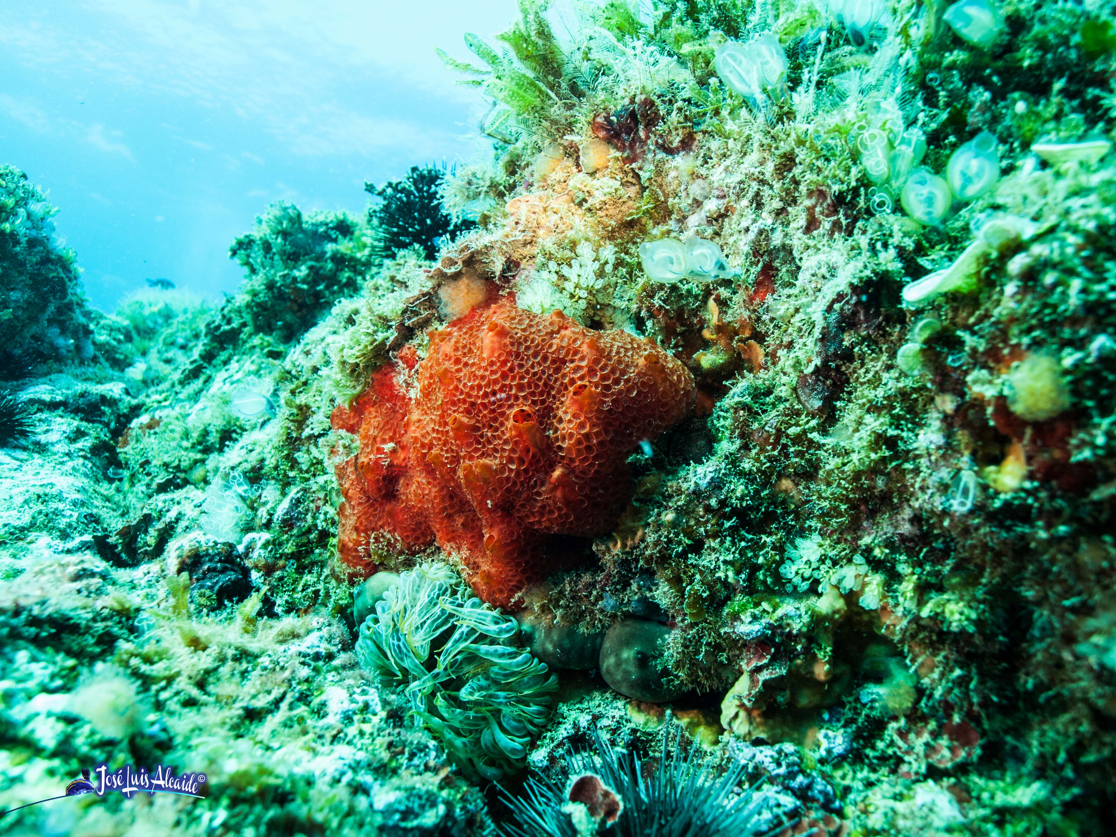 Hemimycale columella