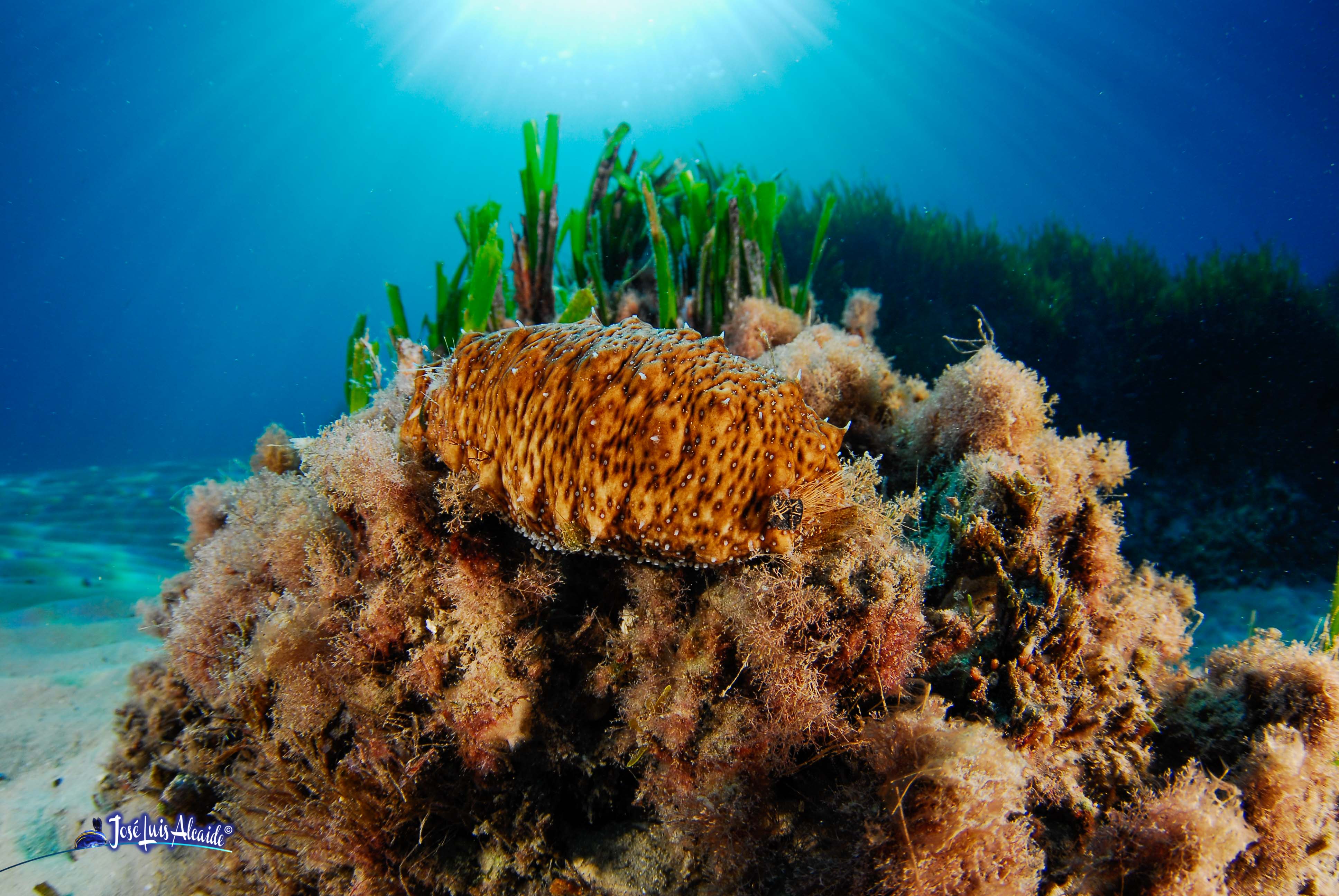 Holothuria forskali pepino de mar negro puntas blancas