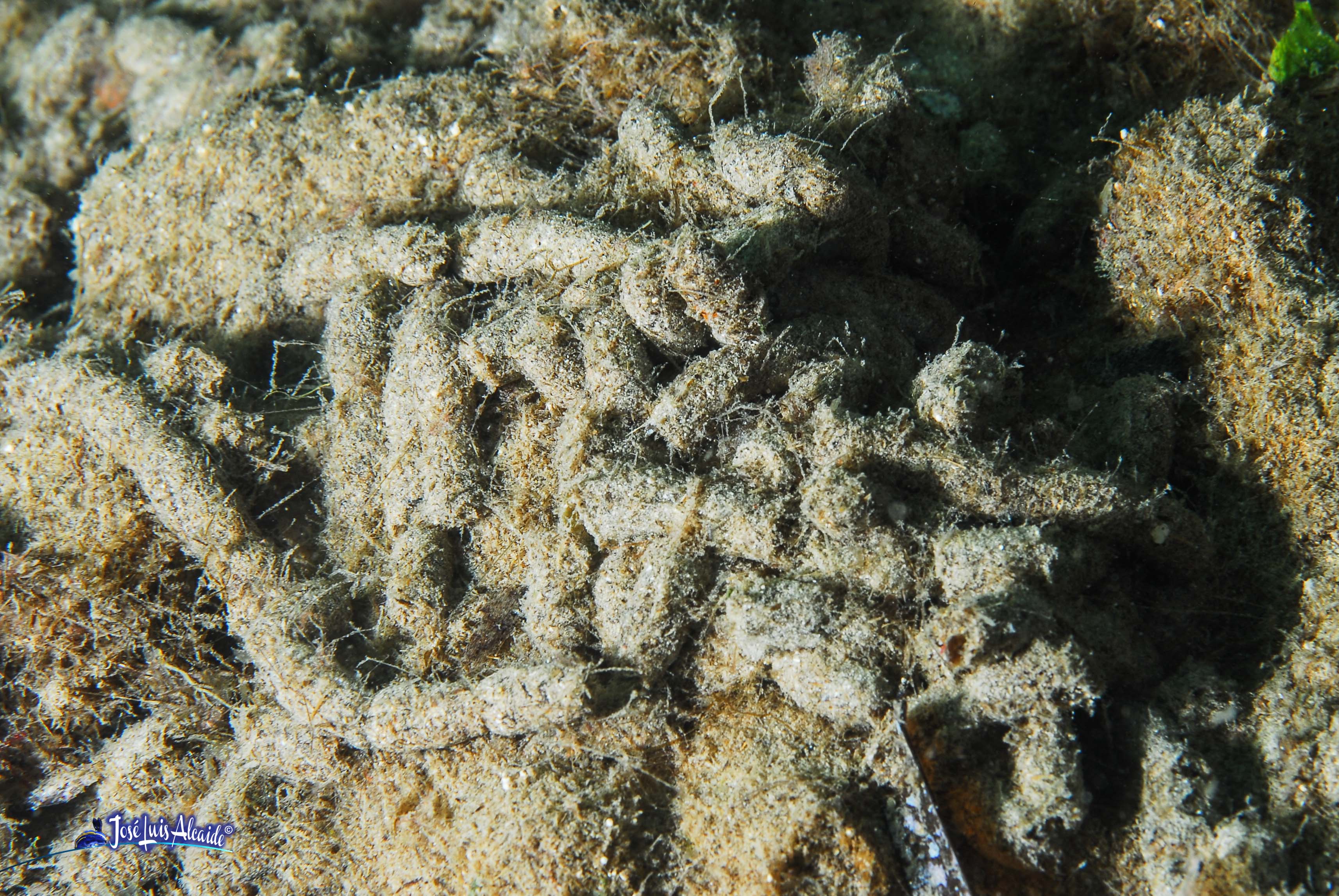 Holothuria pollii pepino de mar bicolor de arena