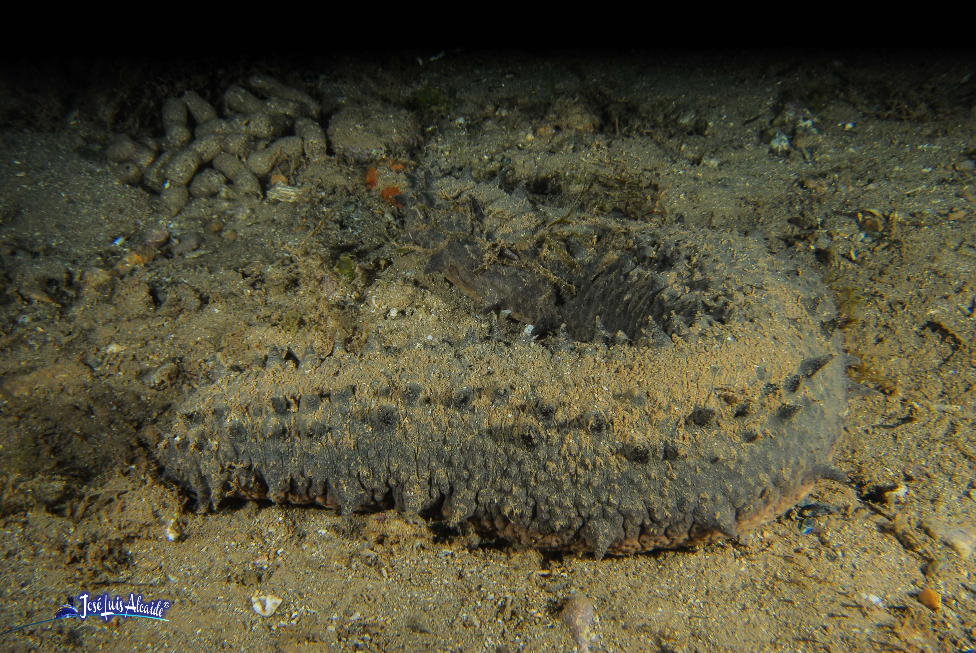 Holothuria tubulosa pepino de mar espinoso