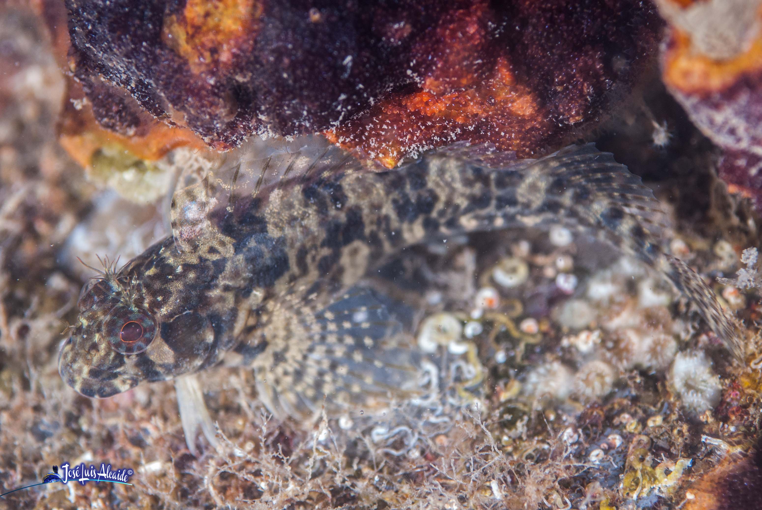 Hypleurochilus bananensis blénido con tentáculos espesos