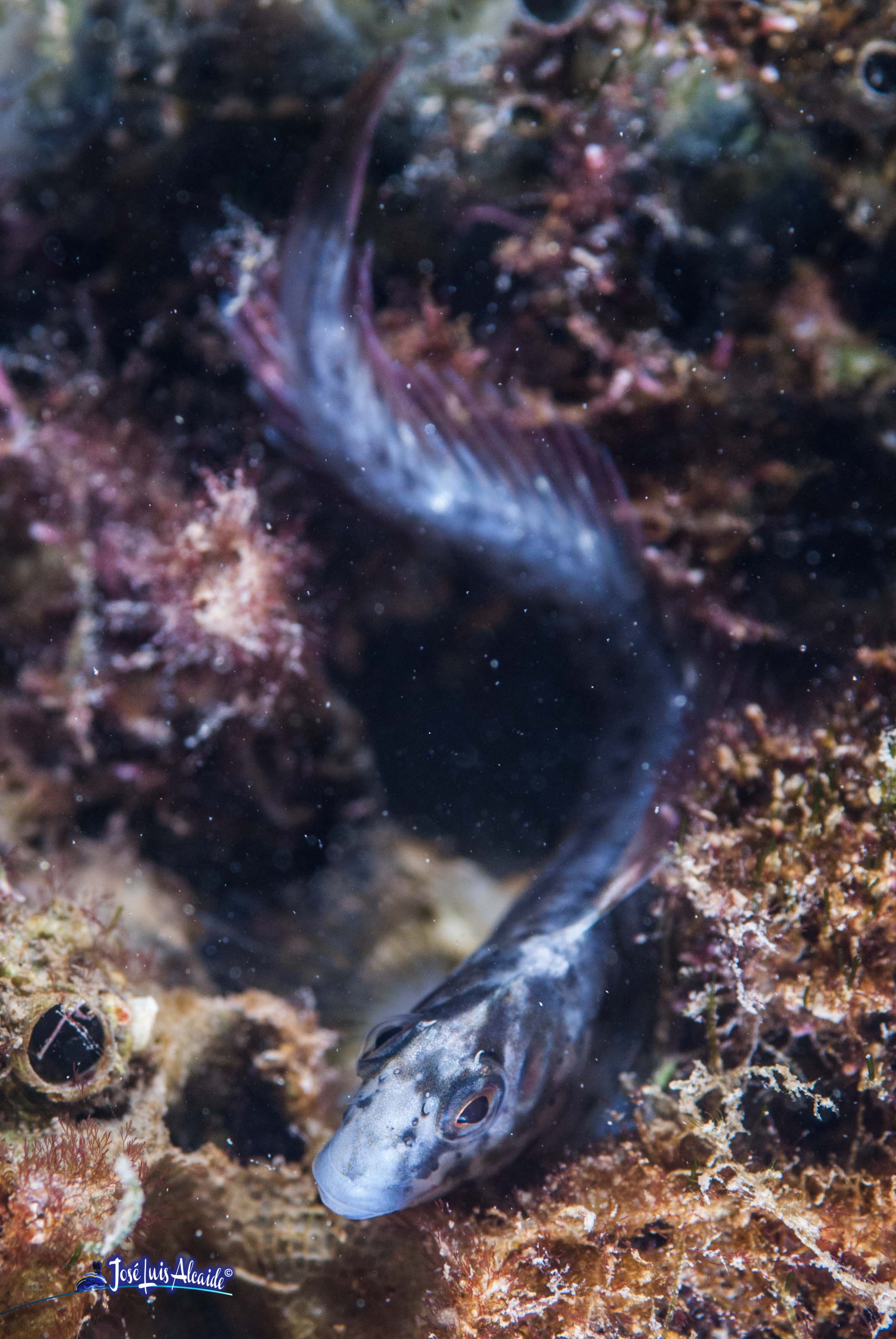 Hypleurochilus bananensis blénido con tentáculos espesos