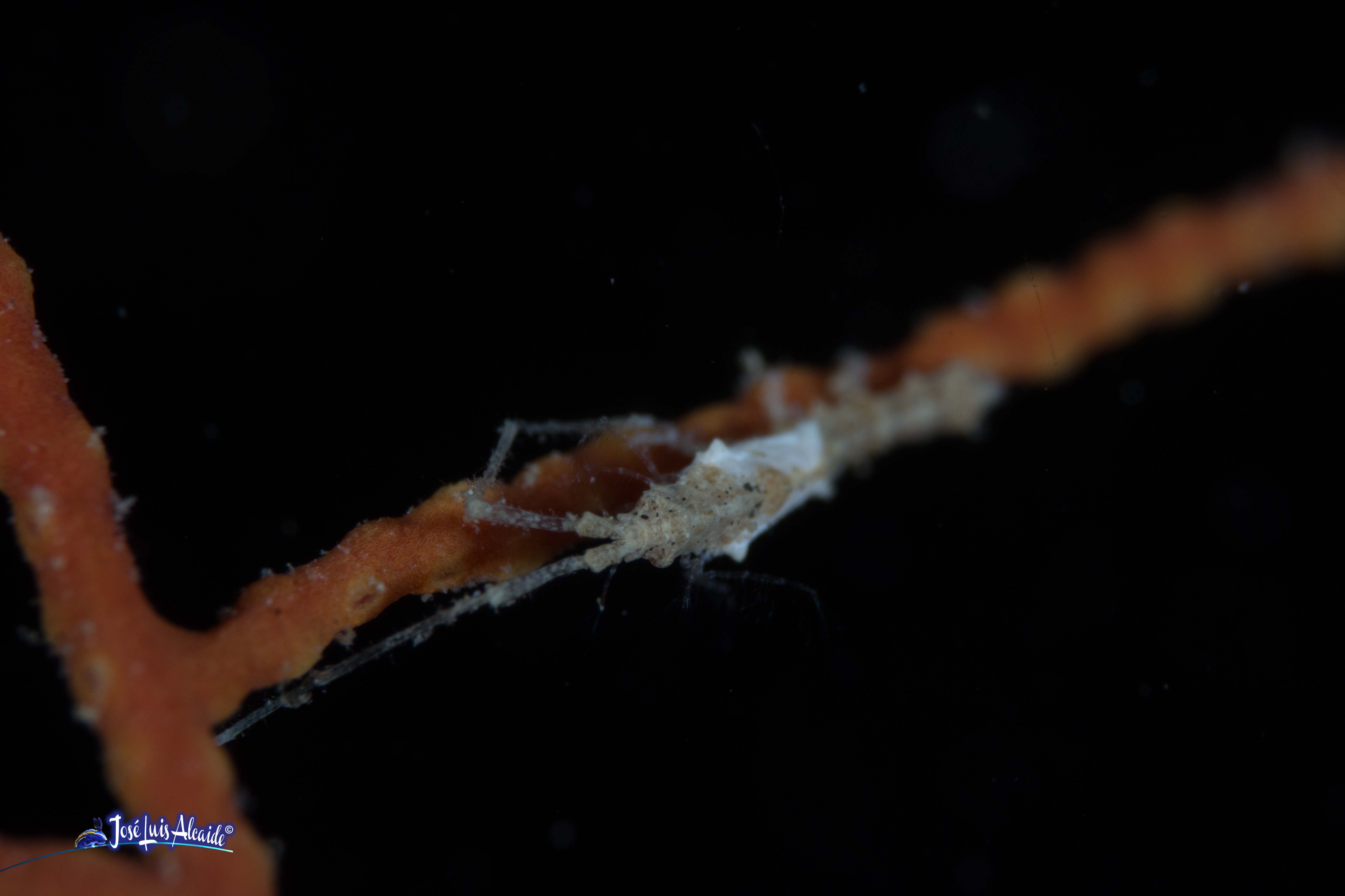 Idotea linearis