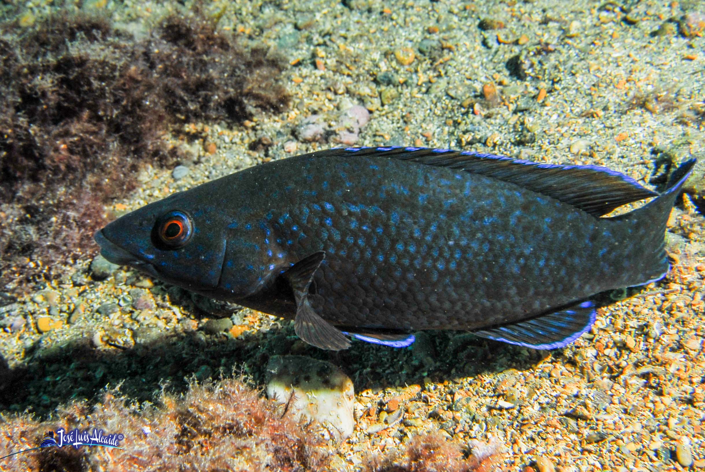 Labrus merula merlo
